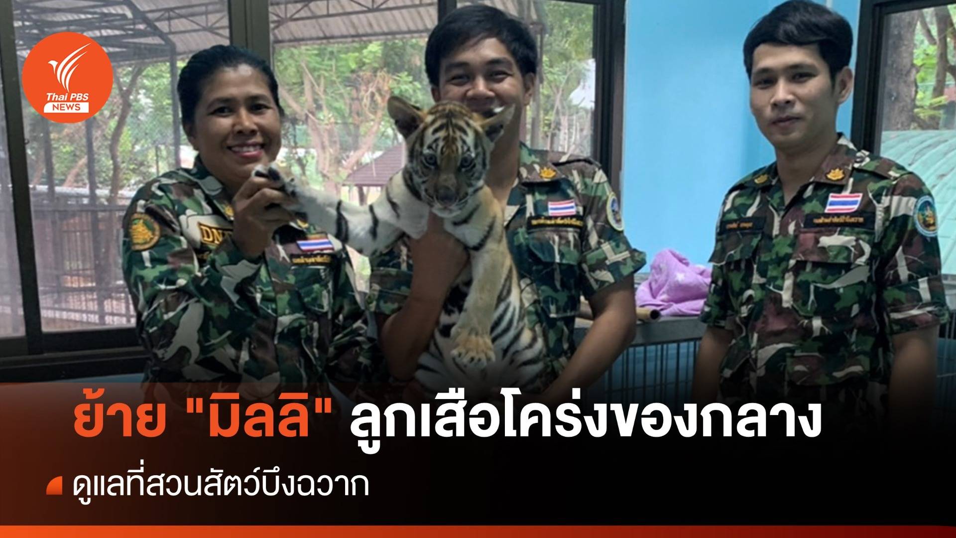 ย้าย "มิลลิ" ลูกเสือโคร่งของกลาง ไปสวนสัตว์บึงฉวาก