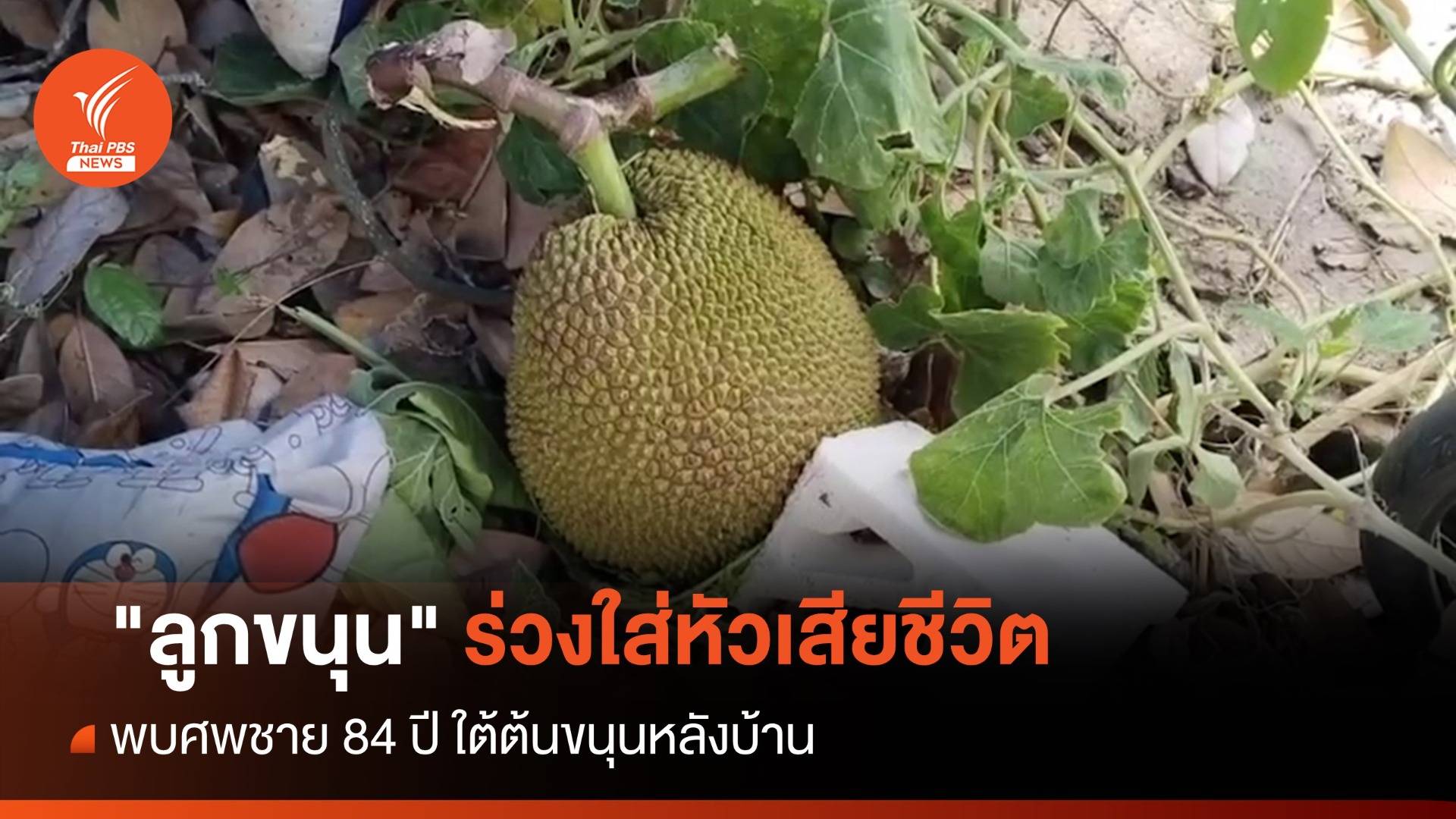 ชาย 84 ปี สอย "ลูกขนุน" ร่วงใส่หัวเสียชีวิต
