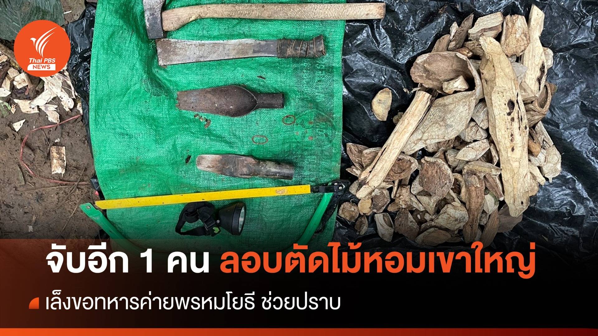 จับอีก 1 คนไทยตัดไม้หอมป่าเขาใหญ่-เล็งขอทหารช่วยปราบ