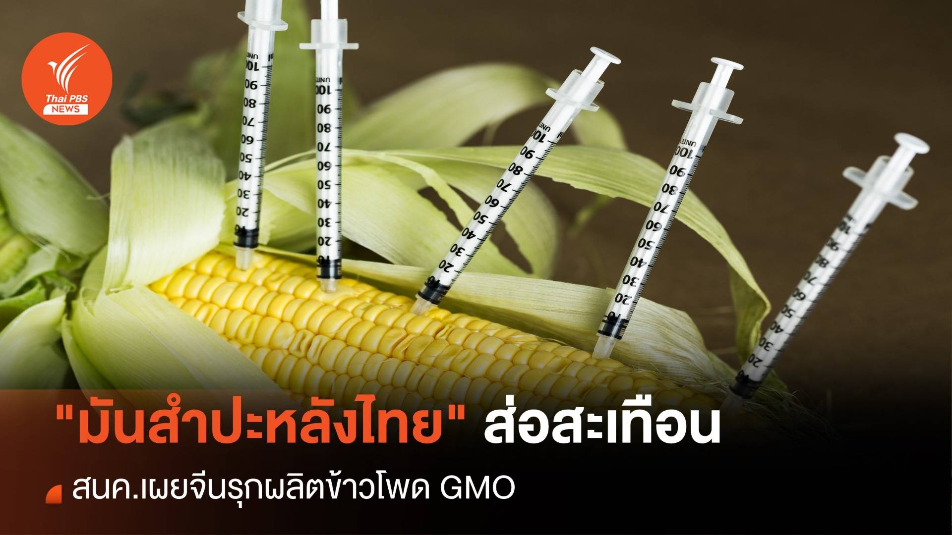"มันสำปะหลัง" ส่อสะเทือน สนค.เผยจีนรุกผลิตข้าวโพด GMO
