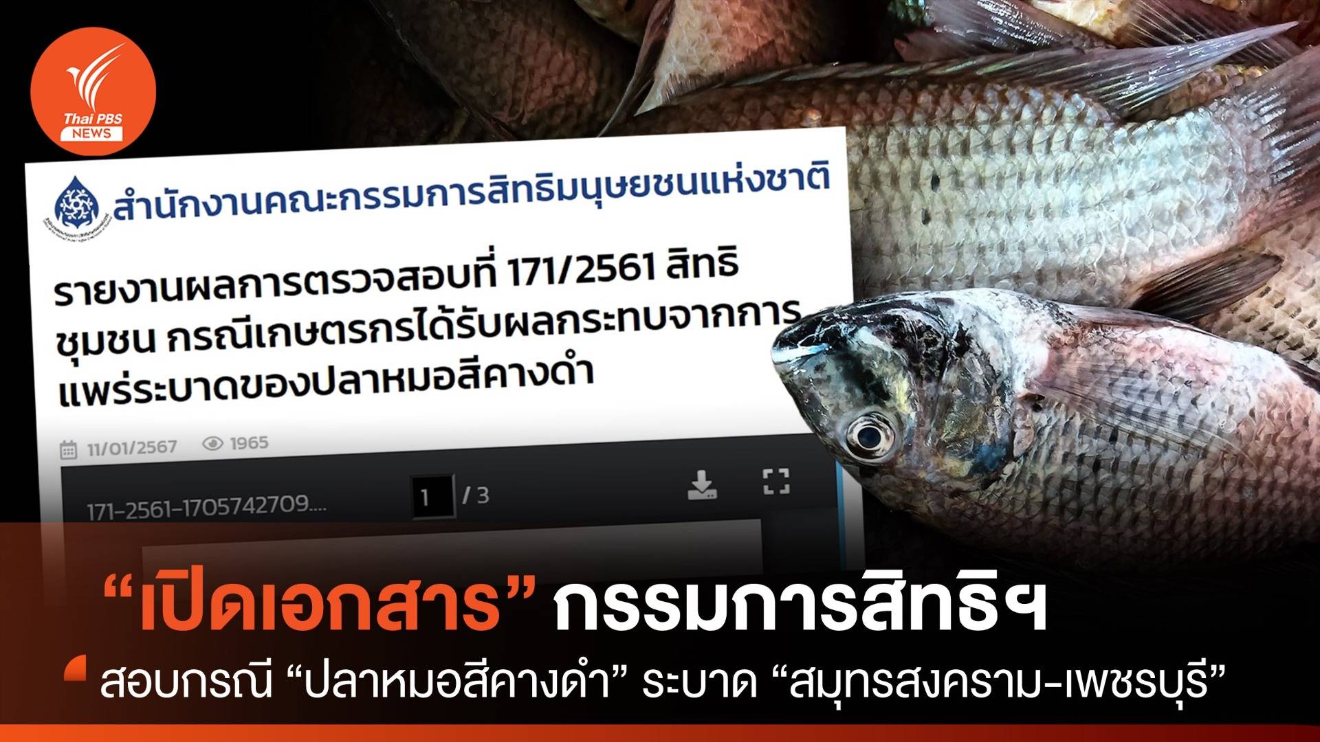 เปิดเอกสาร “กรรมการสิทธิฯ” หลังถูกร้อง “ปลาหมอสีคางดำ” ระบาด "สมุทรสาคร-เพชรบุรี"