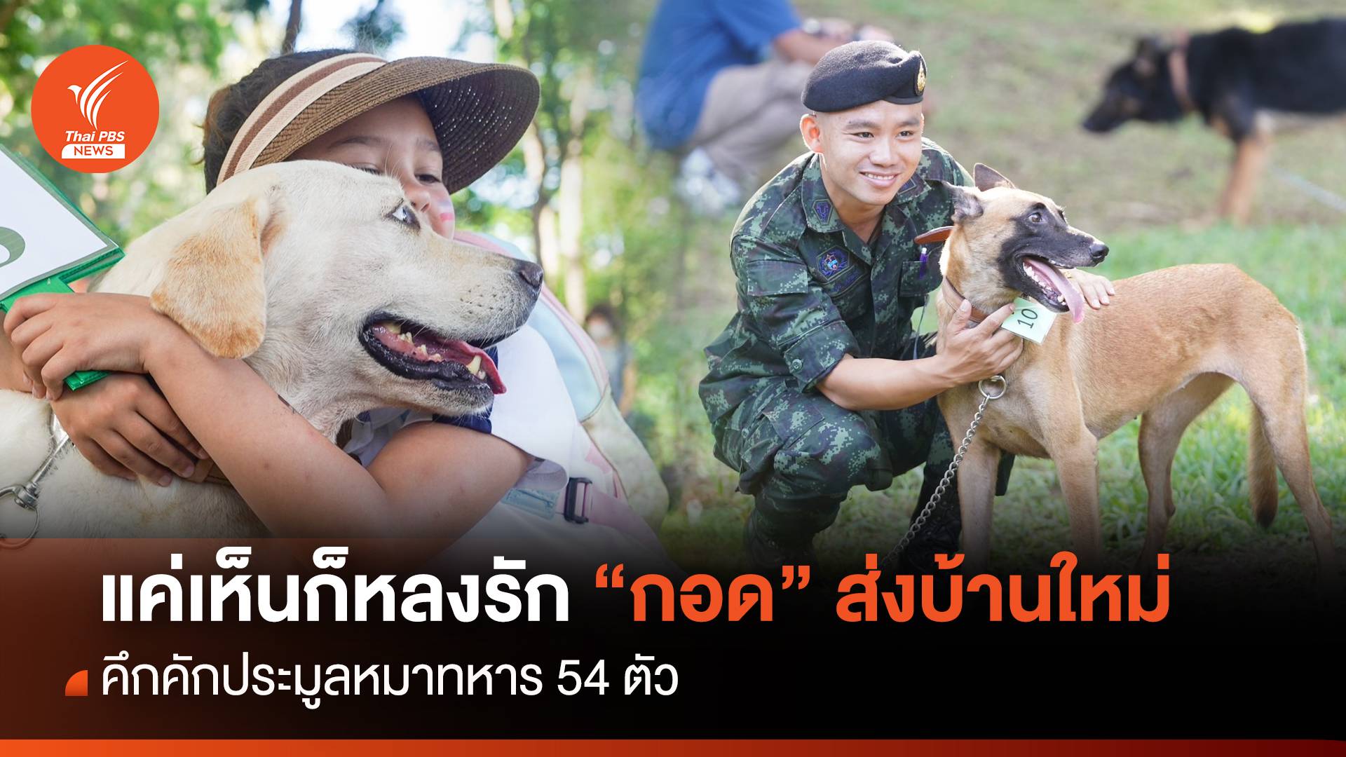 คึกคัก! ประมูล 54  หมาทหาร แค่เห็นก็หลงรัก-ขี้อ้อน 