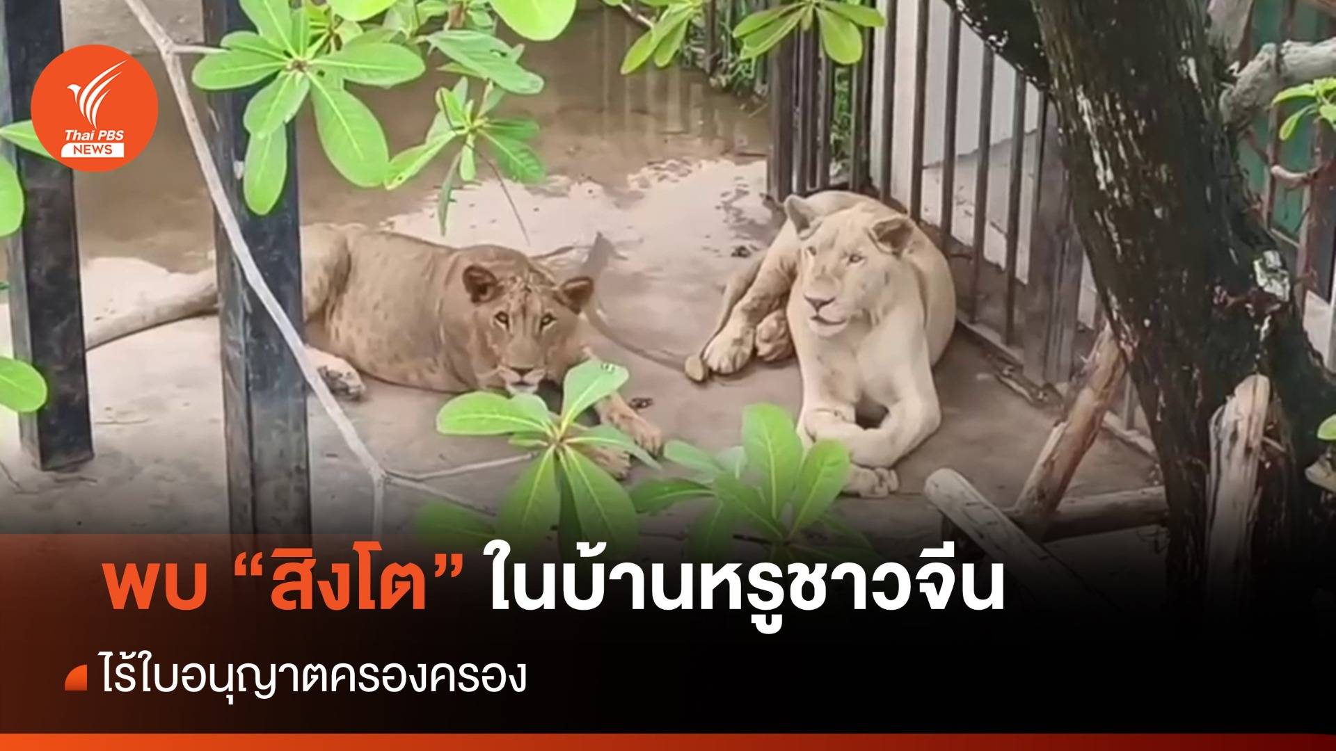 ค้นบ้านหรู "ชาวจีน" พบสิงโต 2 ตัว ไร้ใบอนุญาตครอบครอง
