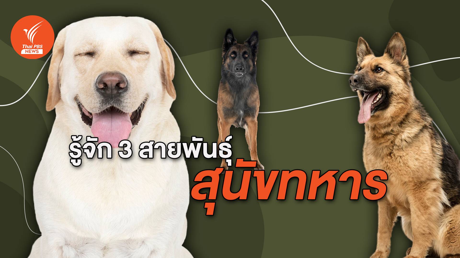 รู้จัก 3 สายพันธุ์ "สุนัขทหาร" ฮีโร่สี่ขาผู้กล้าหาญ - ใจดี