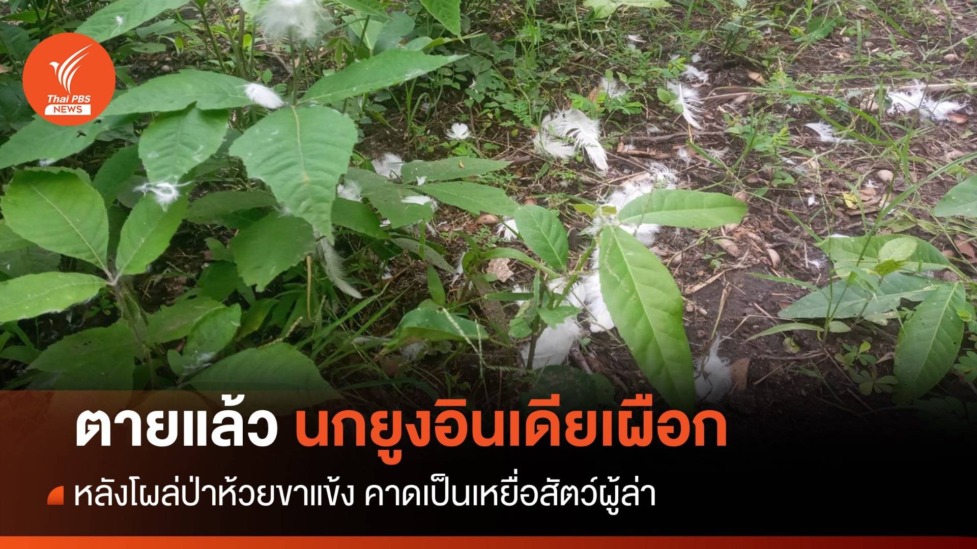 ตายแล้ว! นกยูงอินเดียสีขาวเจอแค่ขน-คาดเป็นเหยื่อสัตว์ผู้ล่า