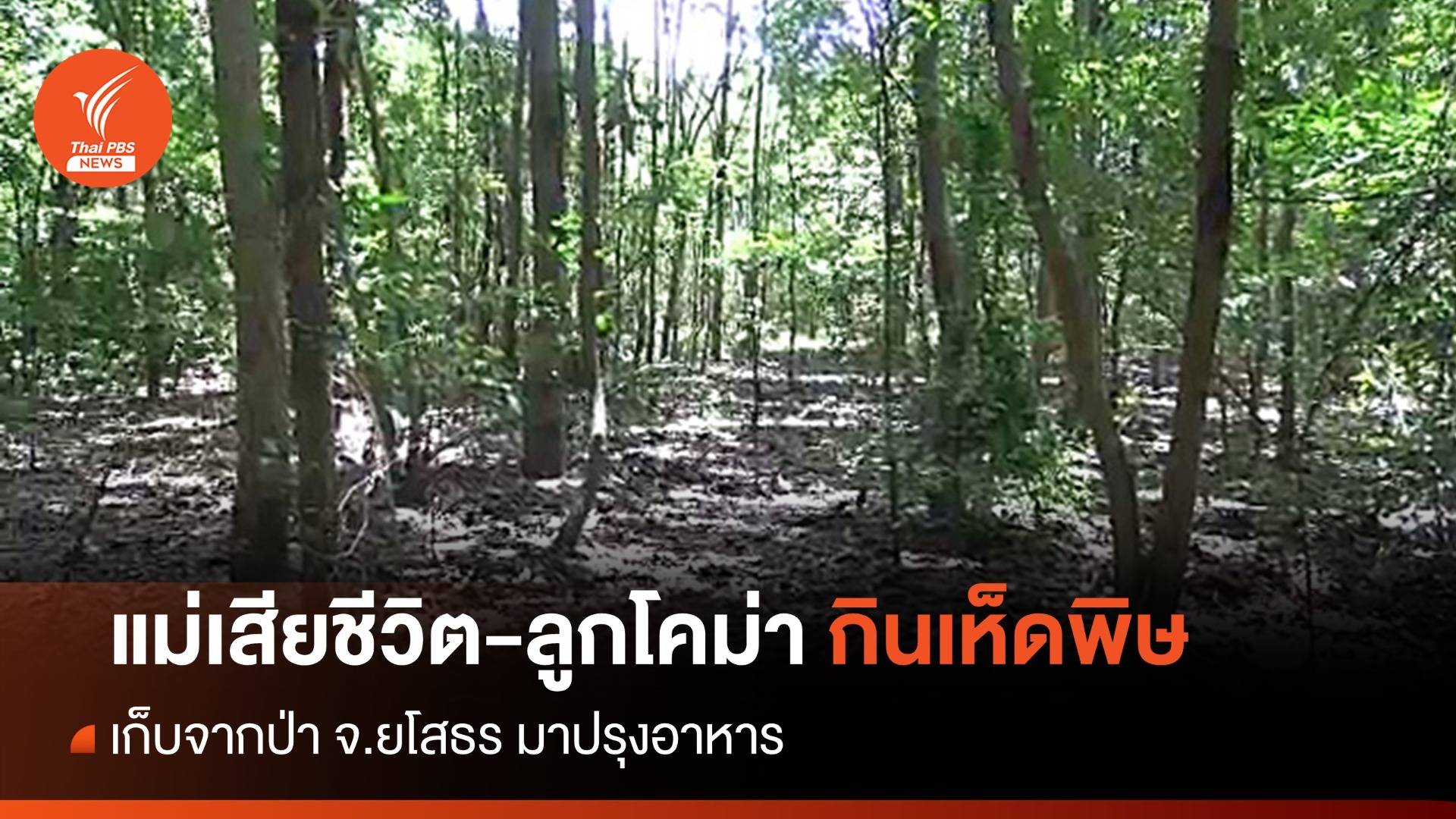 แม่เสียชีวิต-ลูกโคม่า หลังกินเห็ดพิษในป่า จ.ยโสธร
