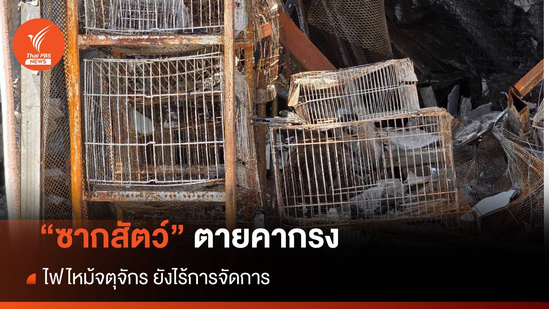 ยังไร้การจัดการ "ซากสัตว์" ตายคากรงไฟไหม้จตุจักร