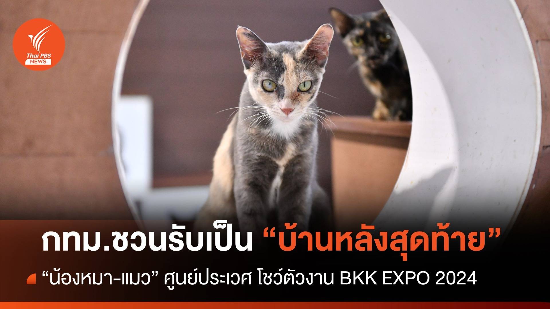 ชวนรู้จัก "น้องหมา-แมวประเวศ" ก่อนรับเลี้ยงเป็นบ้านหลังสุดท้าย