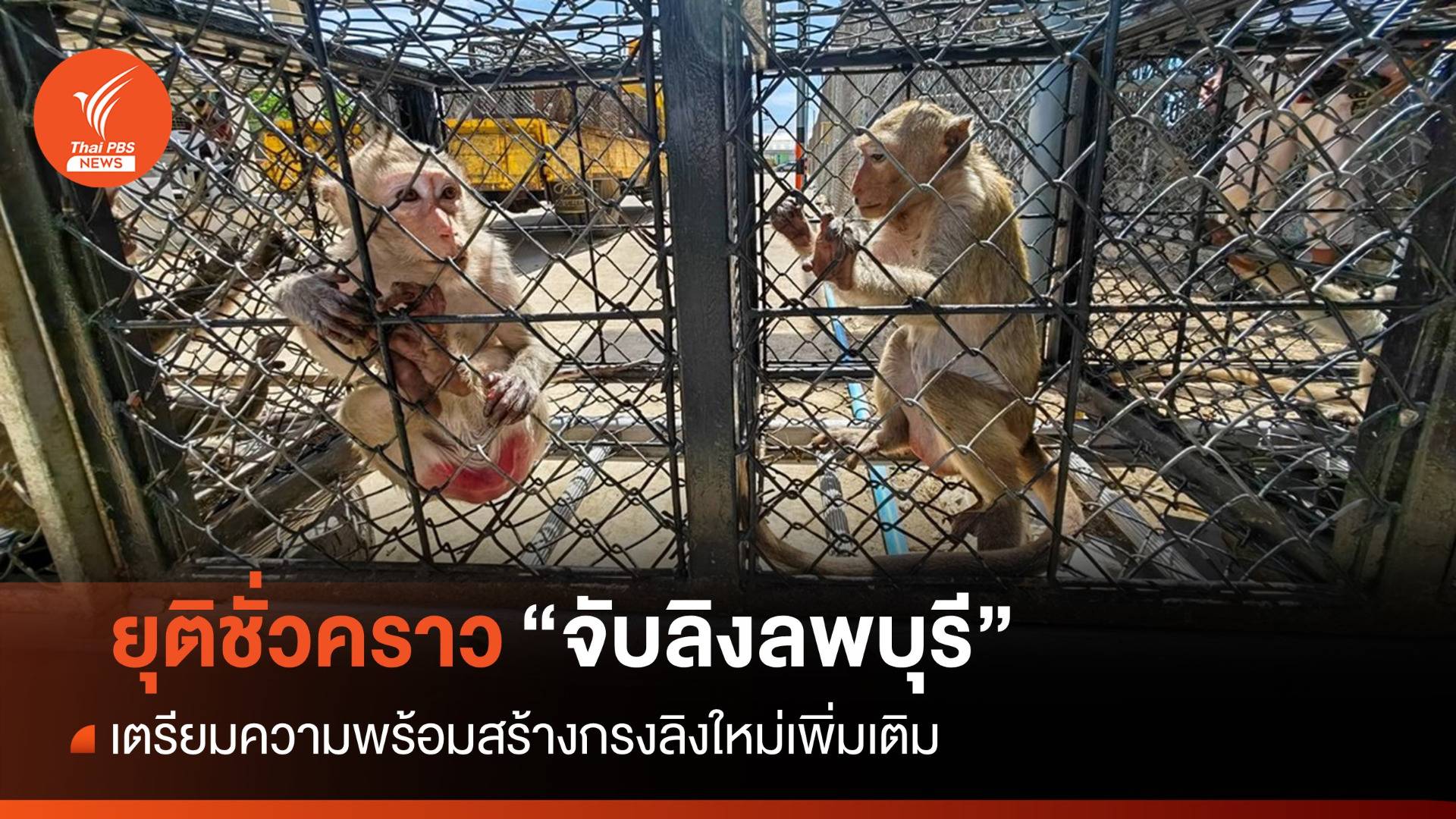 ยุติจับ "ลิงลพบุรี" ชั่วคราวรอสร้างกรงใหม่ - บิ๊กคลีนนิ่งเมือง