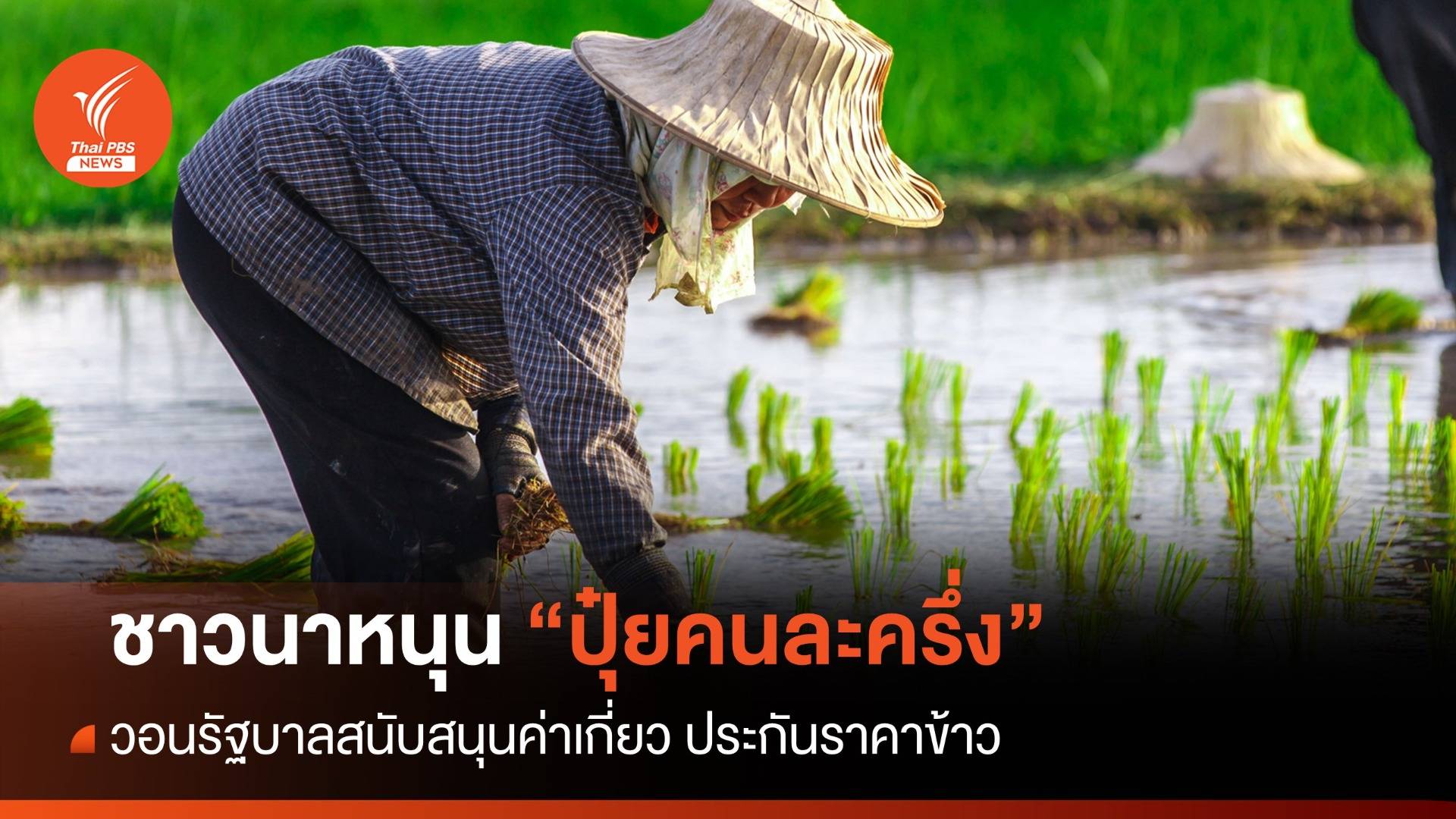 ชาวนาหนุน "ปุ๋ยคนละครึ่ง" ลดต้นทุนผลิต