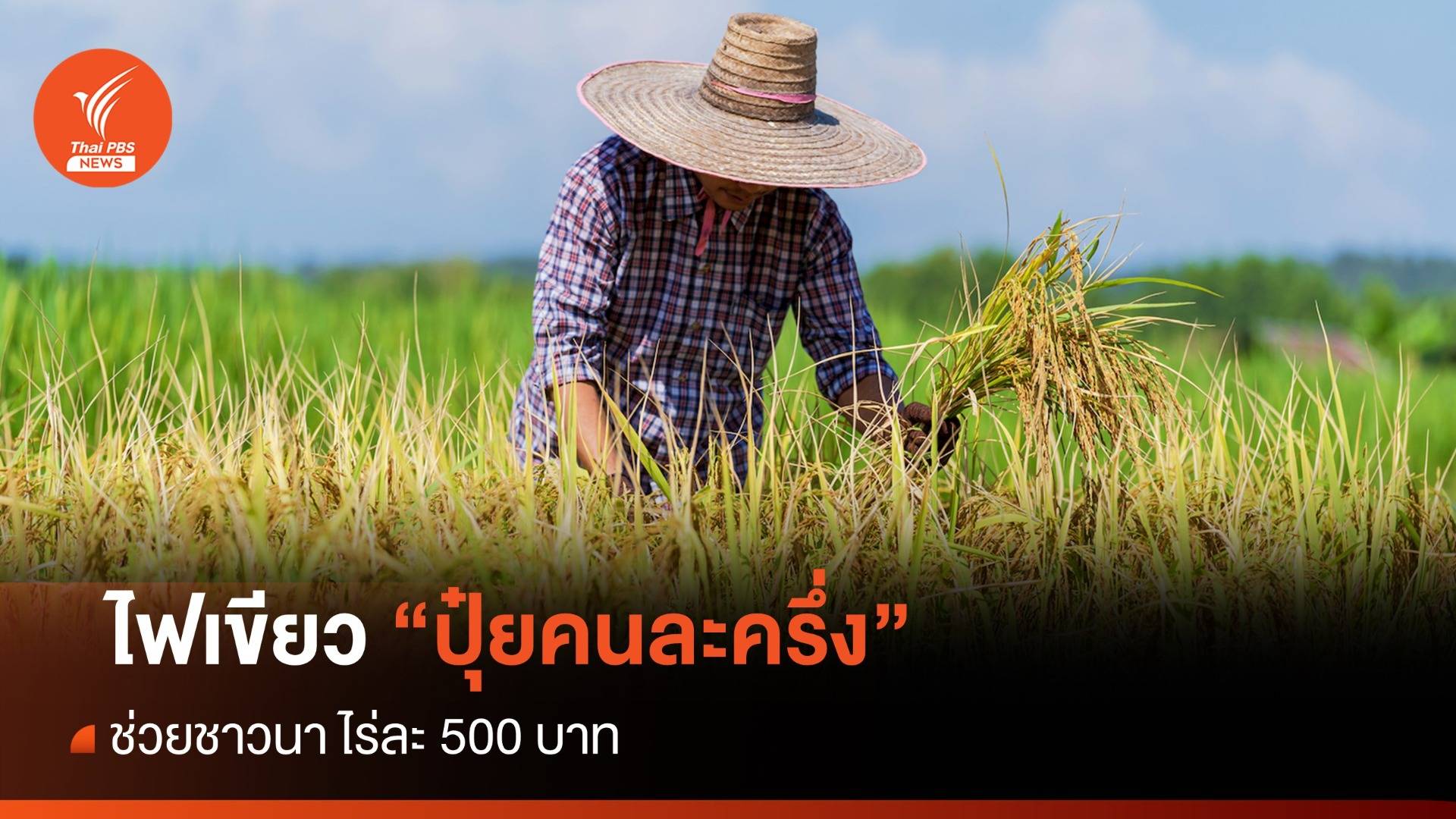 ครม.ไฟเขียว "โครงการปุ๋ยคนละครึ่ง" ช่วยชาวนา ไร่ละ 500 บาท