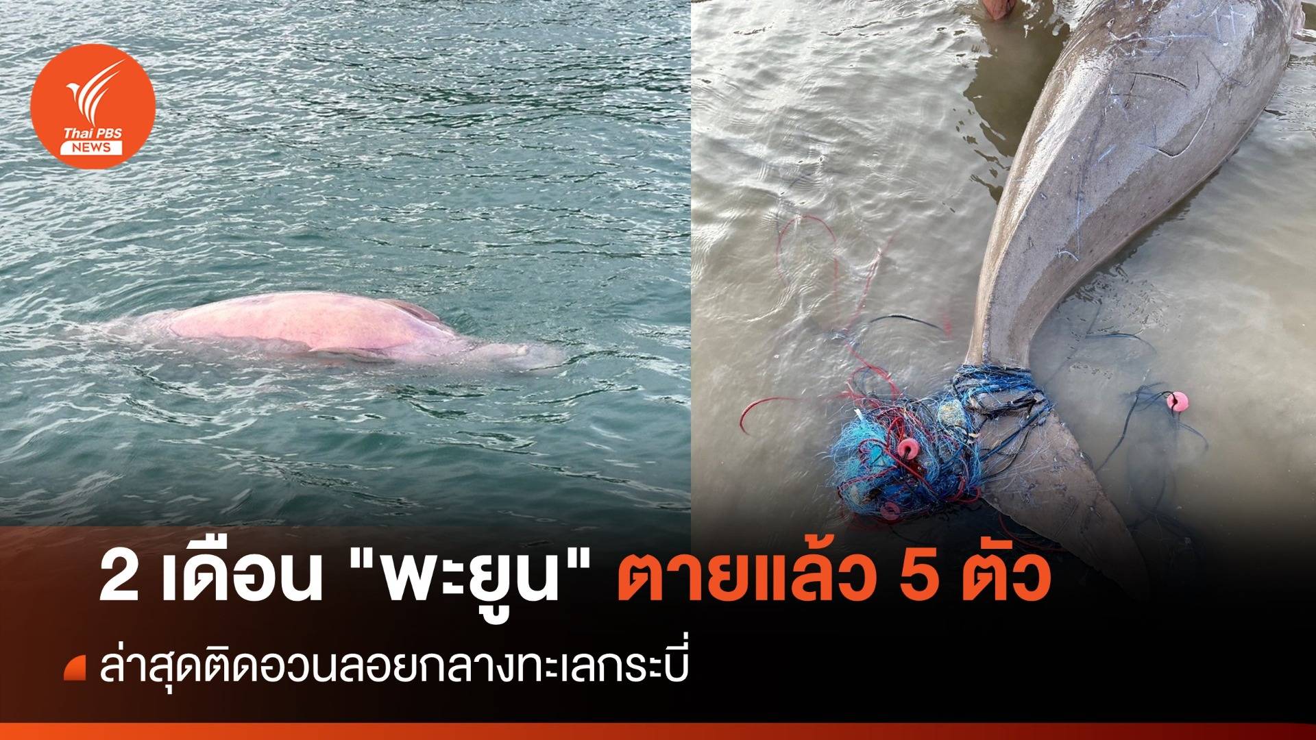 2 เดือน "พะยูน" ตายแล้ว 5 ตัว ล่าสุดติดอวนลอยกลางทะเลกระบี่