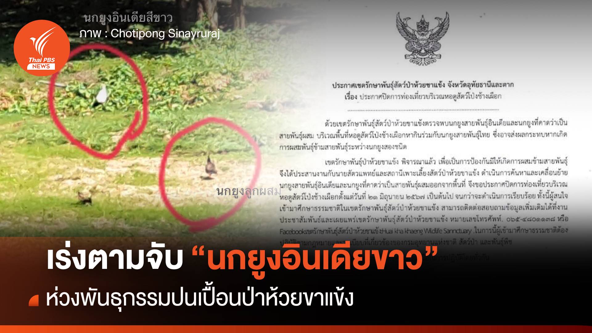 เร่งตามจับ 2 นกยูงอินเดียขาว-ไฮบริด เดินชิลกลางป่าห้วยขาแข้ง