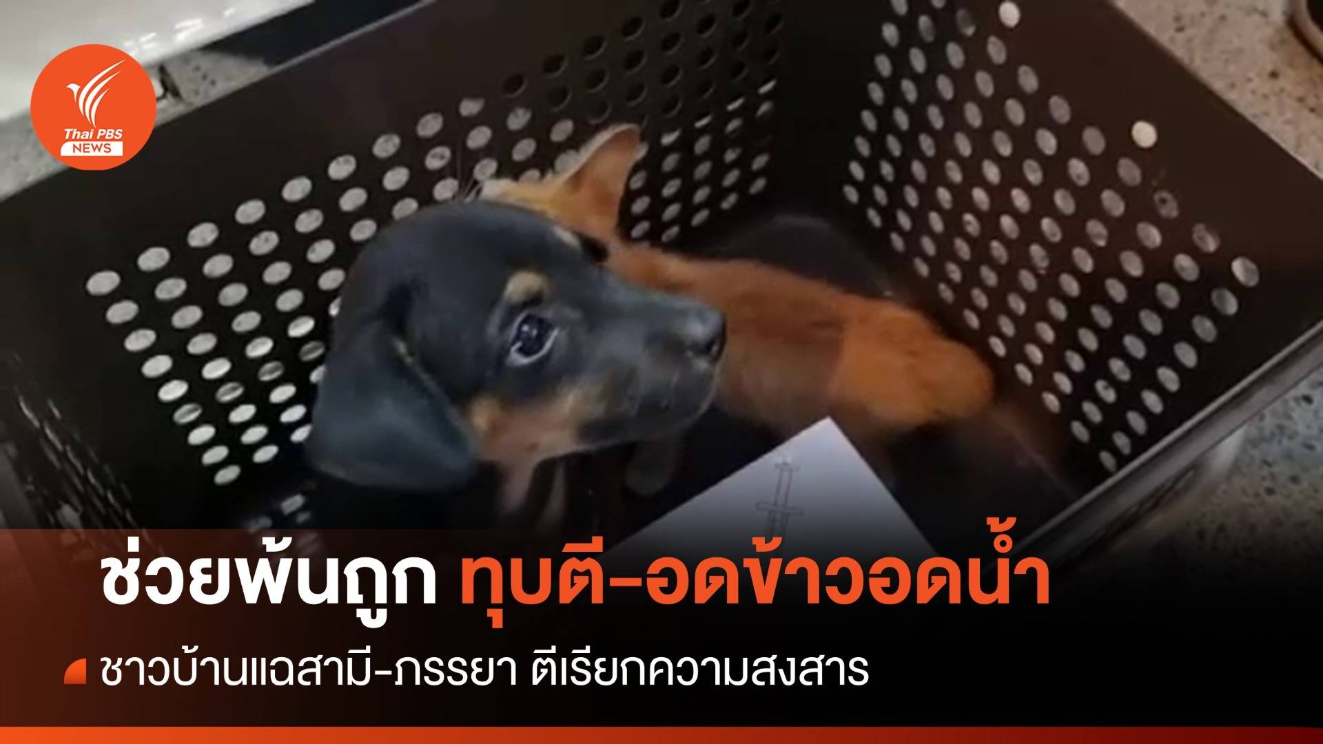 ชาวบ้านร้องจับสามี-ภรรยา ทุบตีลูกหมาแมวให้อดข้าว