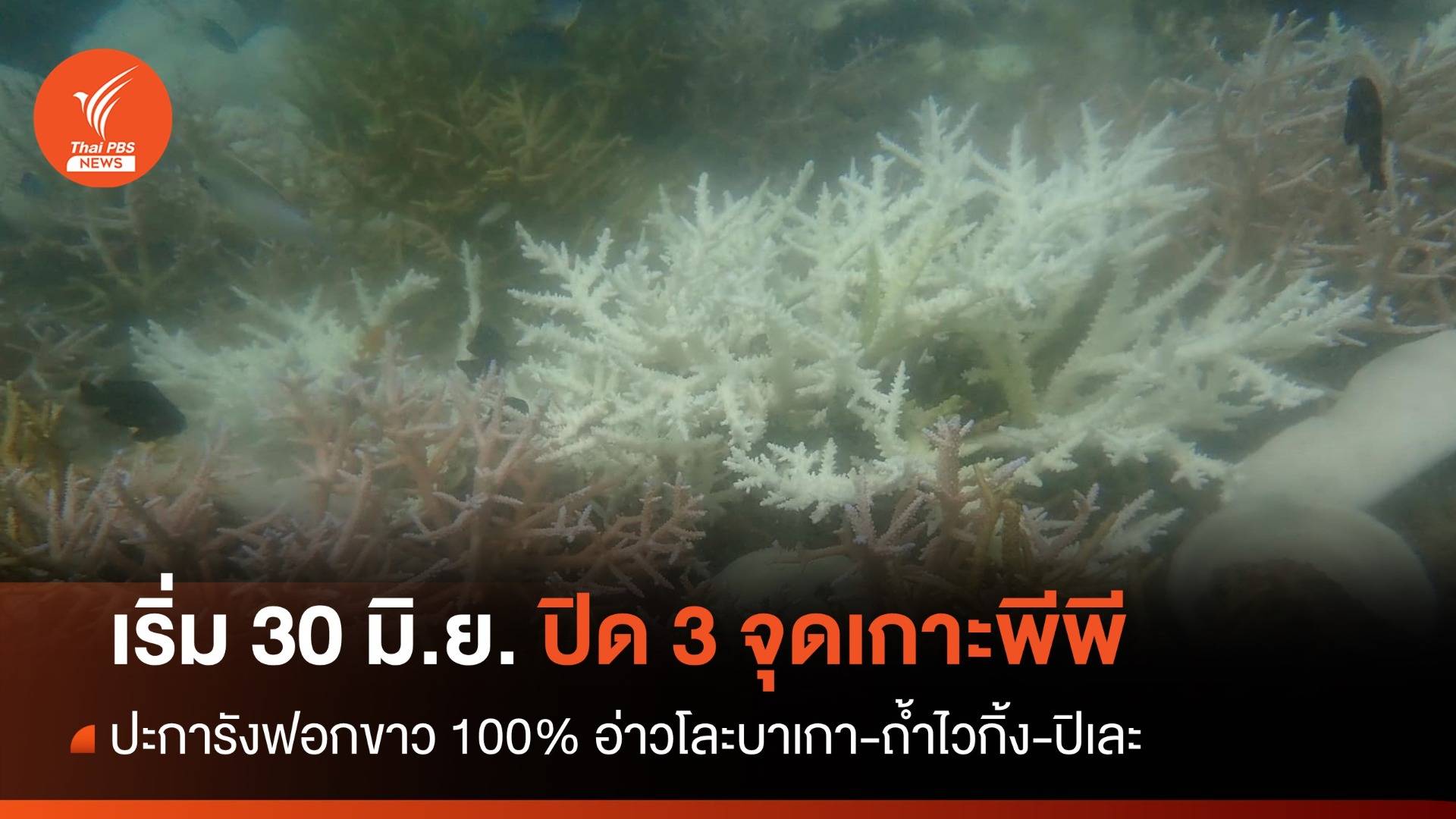 ดีเดย์ 30 มิ.ย.ปิดอ่าวโละบาเกา-ถ้ำไวกิ้ง-ปิเละ ปะการังฟอกขาวหนัก