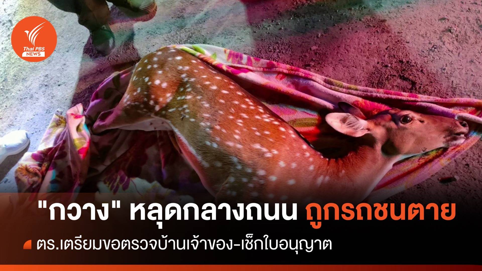 "กวาง" หลุดถนนถูกรถชนตาย ตร.จ่อตรวจสอบสัตว์ในบ้านเพิ่ม