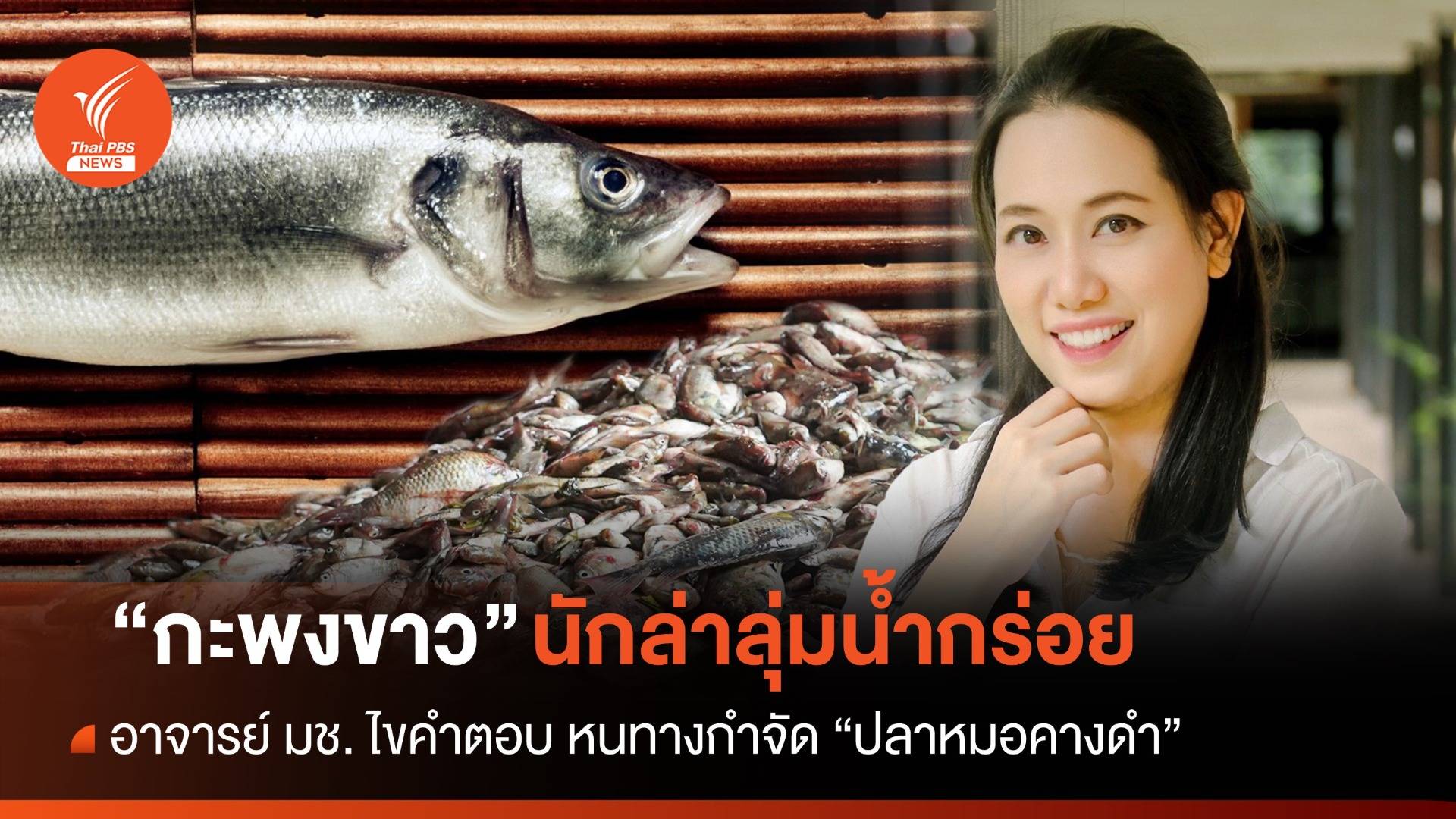 ไขปริศนา! ทำไมต้องใช้ "ปลากะพงขาว" จัดการ "ปลาหมอคางดำ" 