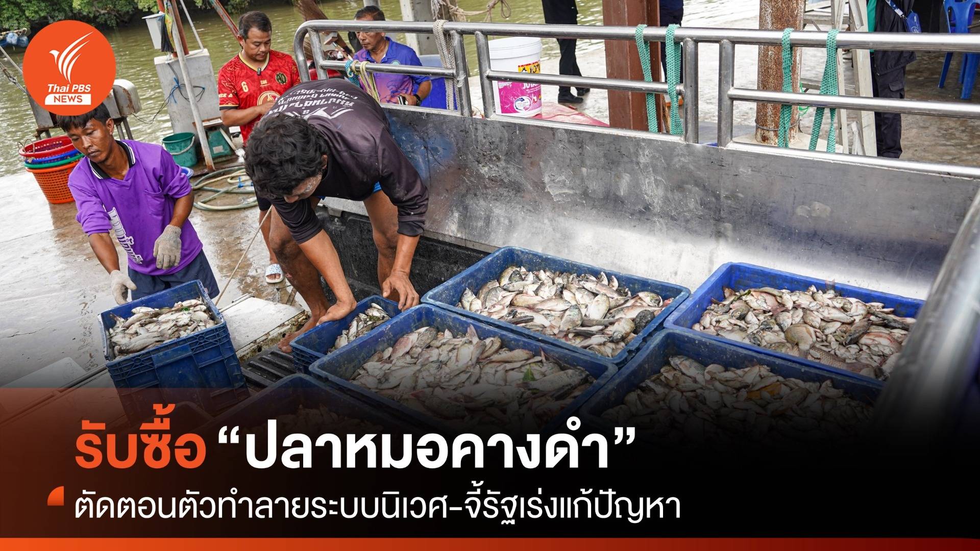 รับซื้อ “ปลาหมอคางดำ” ตัดตอนตัวทำลายระบบนิเวศ จี้รัฐเร่งแก้ปัญหา