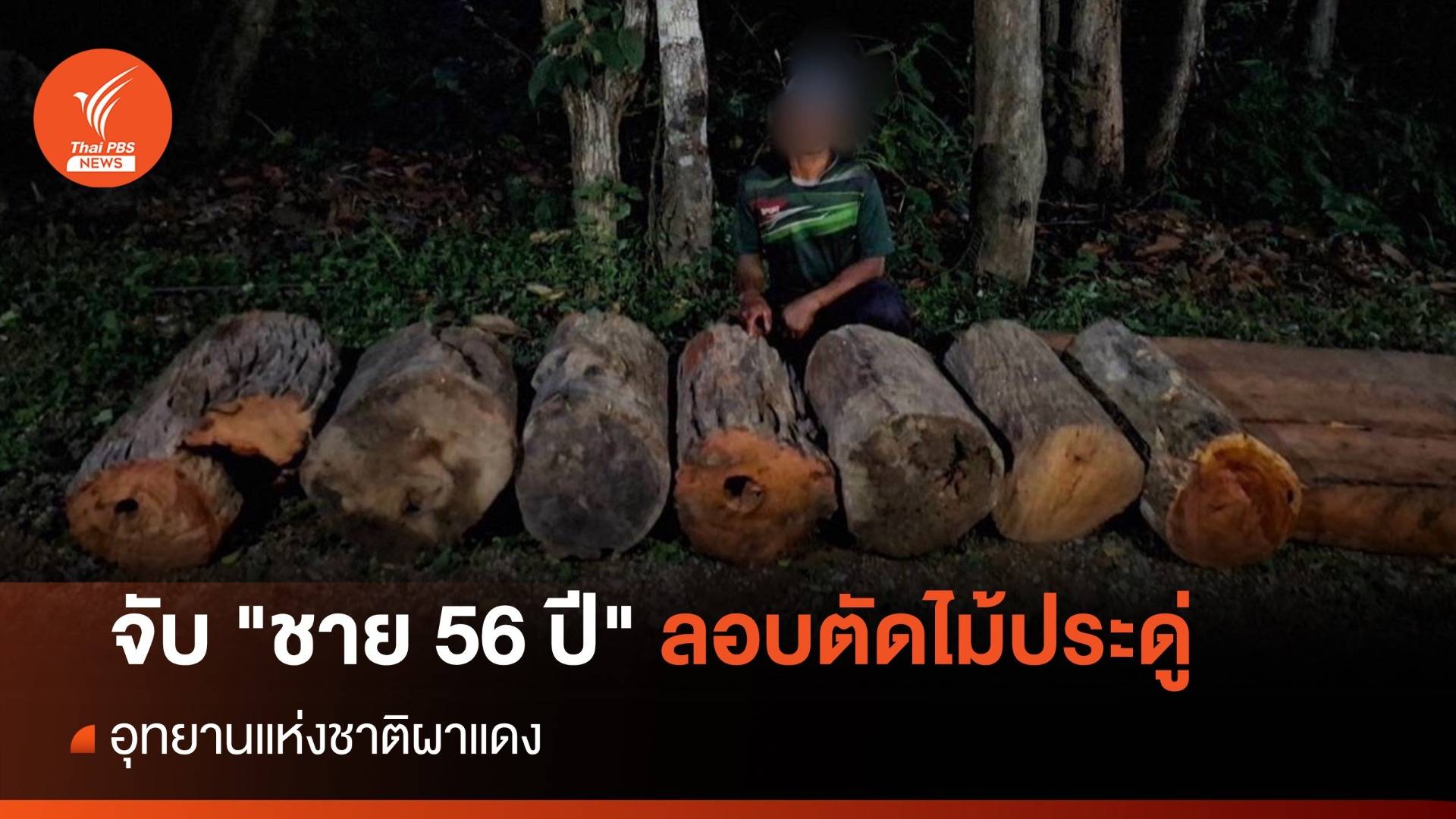บุกจับ "ชาย 56 ปี" ลอบตัดไม้ประดู่อุทยานฯ ผาแดง