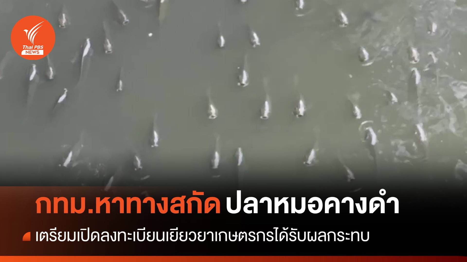 กทม.หาทางสกัด "ปลาหมอคางดำ" จ่อลงทะเบียนเยียวยาเกษตรกร