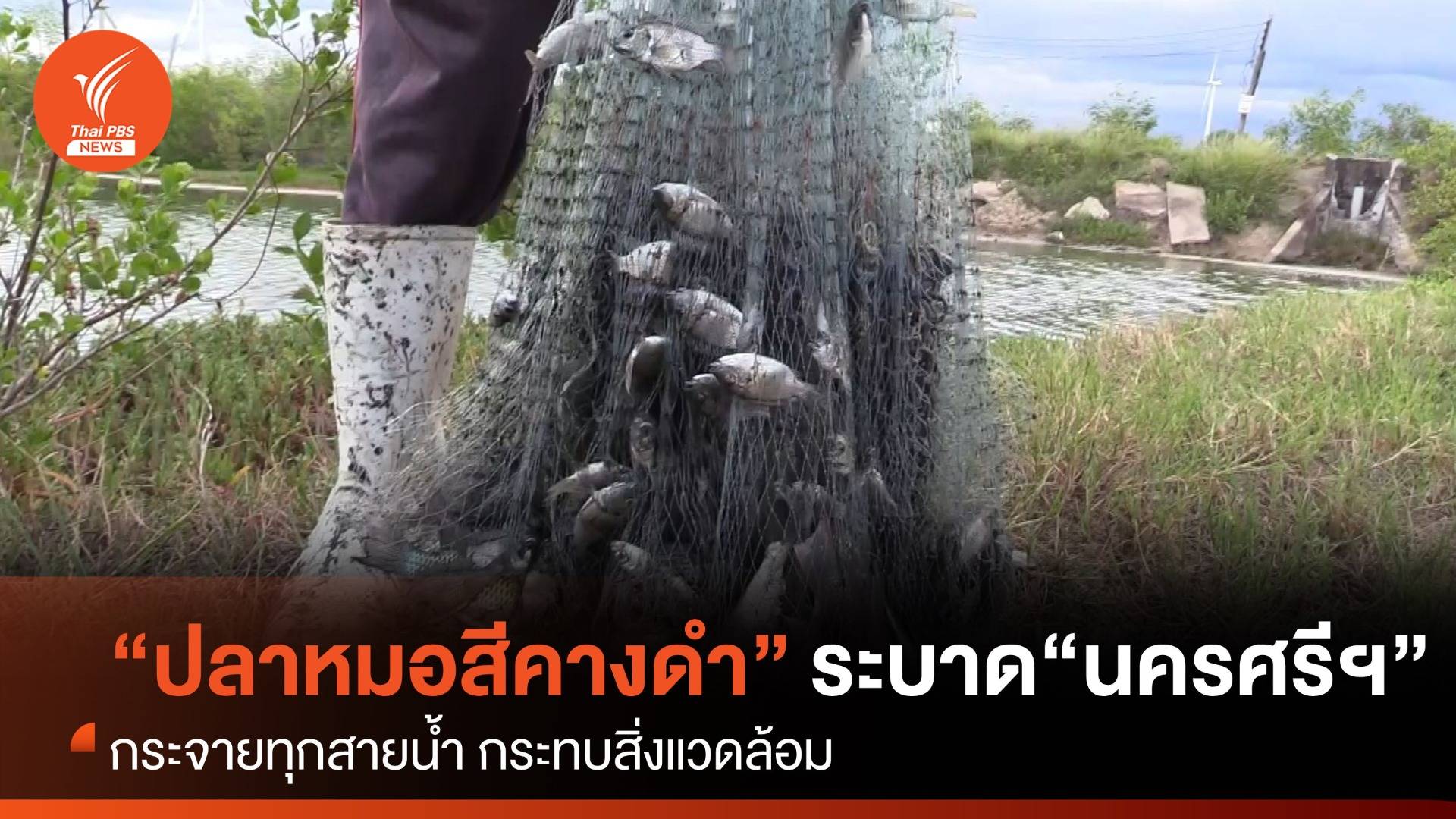 “ปลาหมอสีคางดำ” ระบาดหนักทุกสายน้ำ “นครศรีธรรมราช”