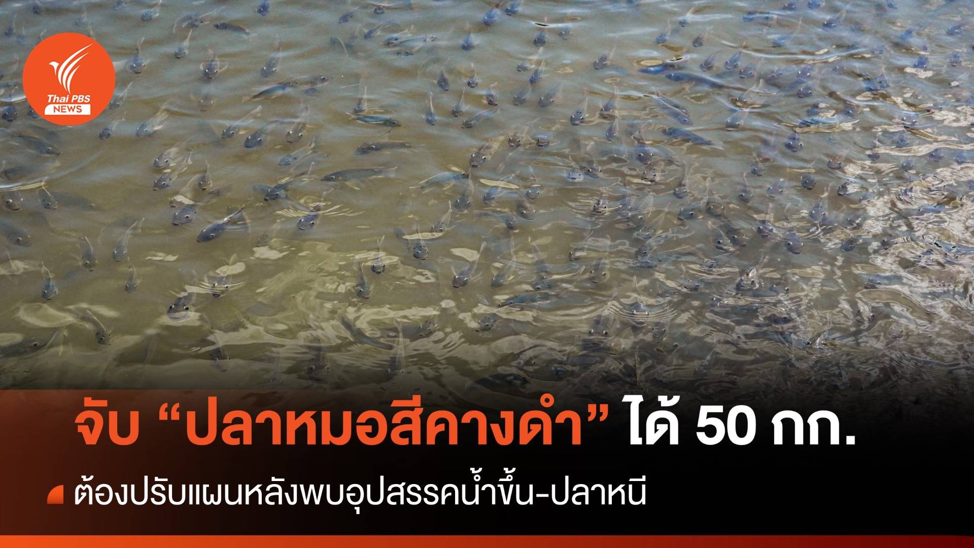 จับ "ปลาหมอสีคางดำ" ได้ 50 กก.ปรับแผนหลังพบปัญหาน้ำขึ้น-ปลาหนี