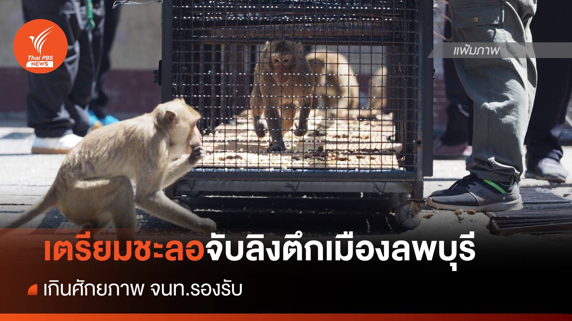 เตรียมชะลอจับลิงตึกเมืองลพบุรี หวั่นเกินศักยภาพ จนท.รองรับ