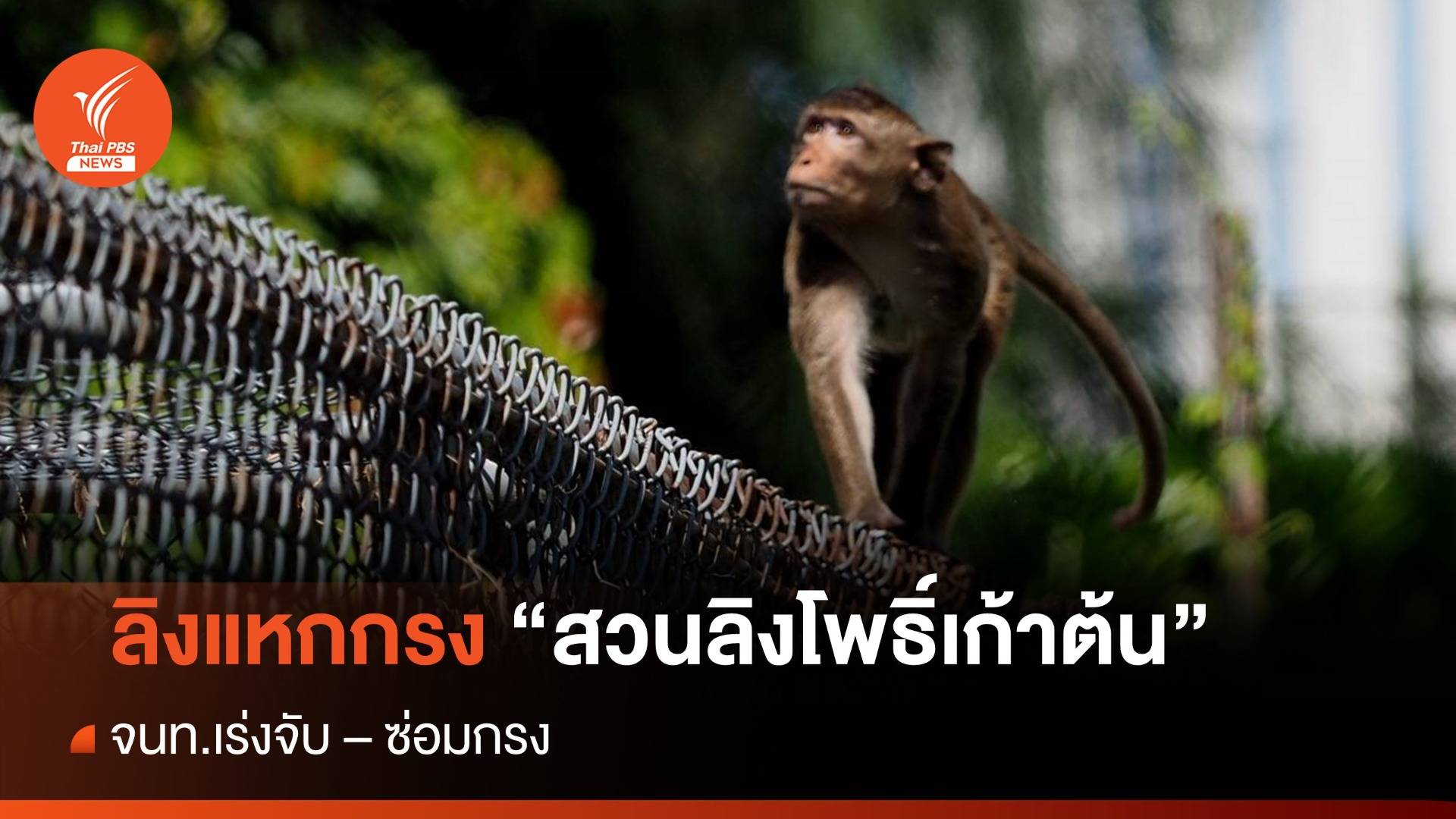 ลิงแหกกรง สวนลิงโพธิ์เก้าต้น - จนท.เร่งจับ