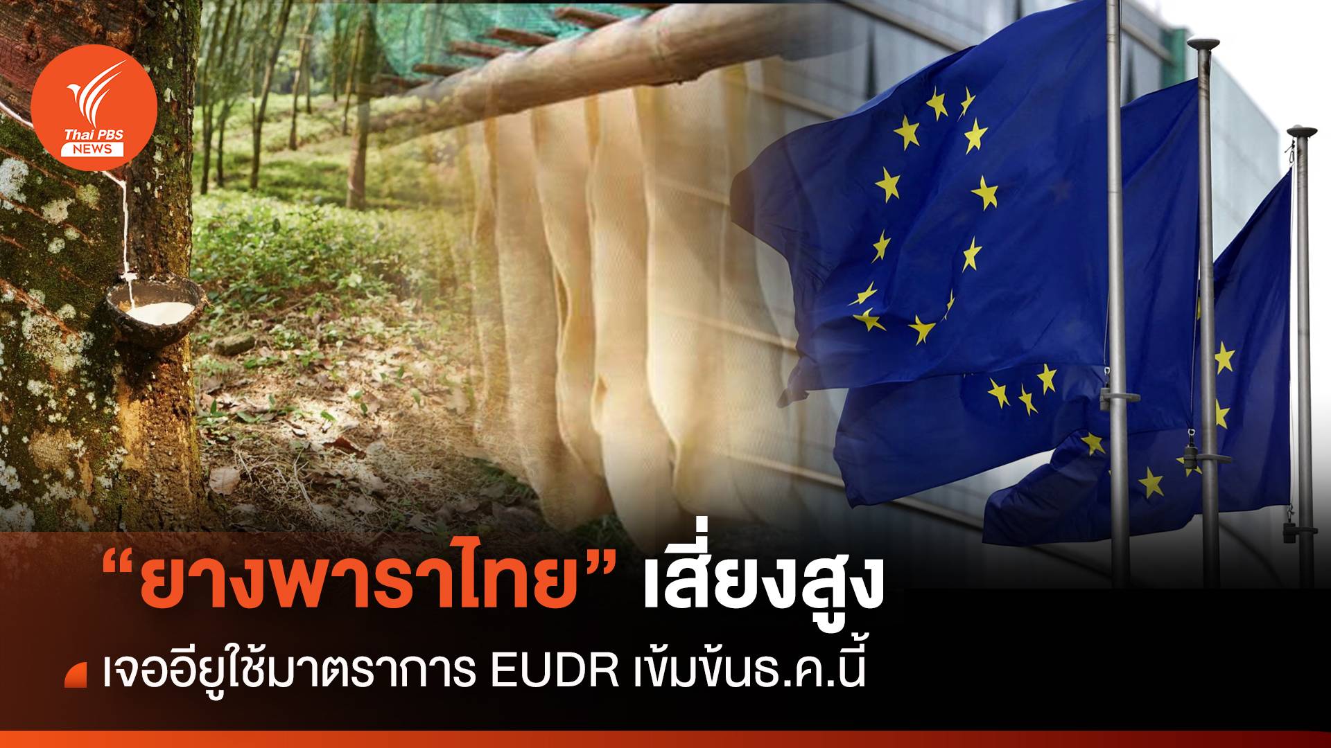 "ยางพาราไทย" เสี่ยงสูง เจออียูใช้มาตราการ EUDR เข้มข้นธ.ค.นี้