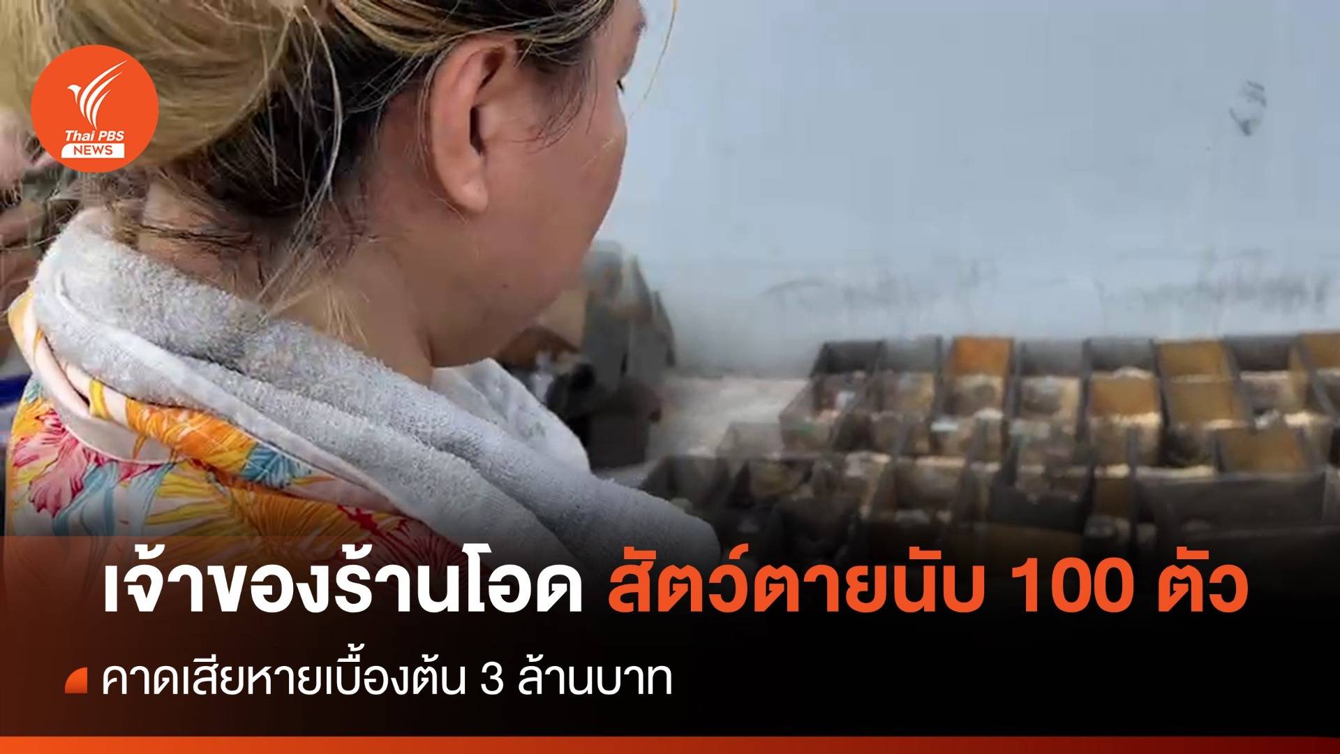 ไฟไหม้จตุจักร เจ้าของร้านโอดสัตว์ตายนับร้อย สูญ 3 ล้าน