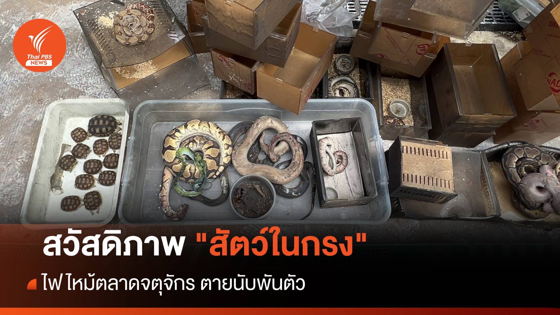 มูลนิธิสัตว์ ตั้งคำถามสวัสดิภาพ "สัตว์ในกรง" ไฟไหม้ตลาดจตุจักร