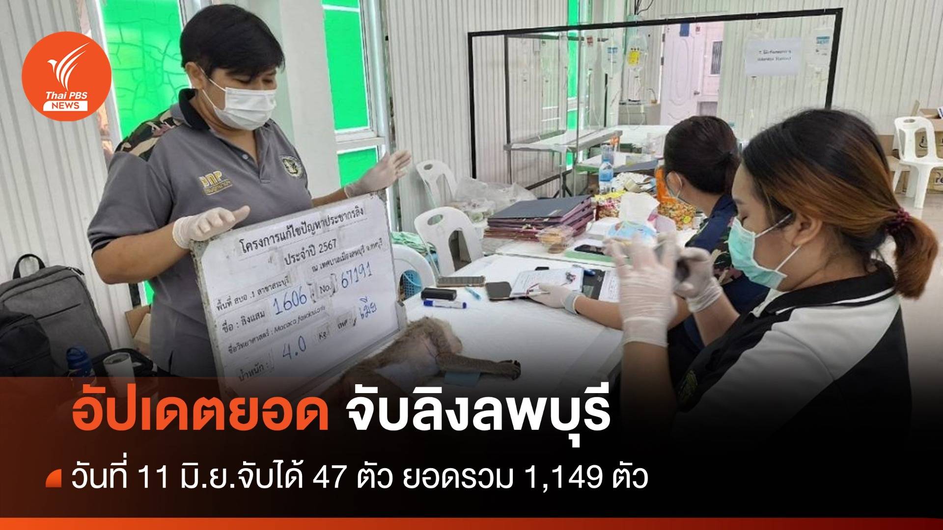 จนท.จับลิงลพบุรีเข้าบ้านใหม่ วันที่ 11 มิ.ย. ได้ 47 ตัว ยอดรวม  1,149 ตัว