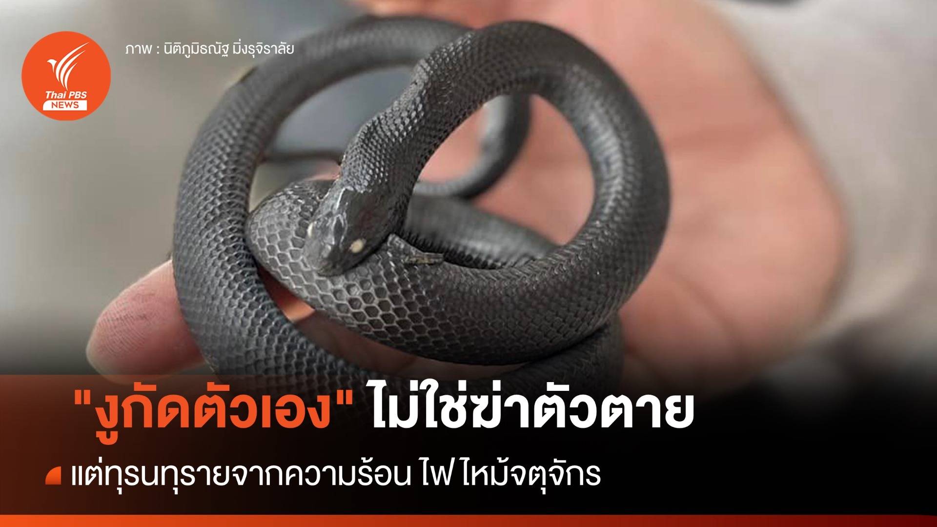ไขคำตอบ! ซาก "งูกัดตัวเอง" ไม่ใช่ฆ่าตัวตาย