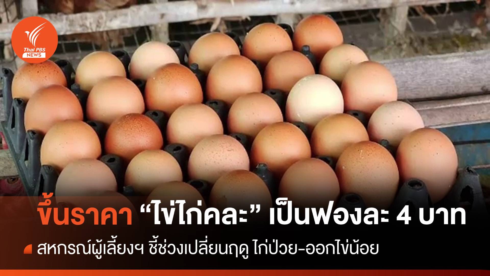 29 พ.ค.ปรับขึ้นราคา "ไข่ไก่คละ" เป็นฟองละ 4 บาท