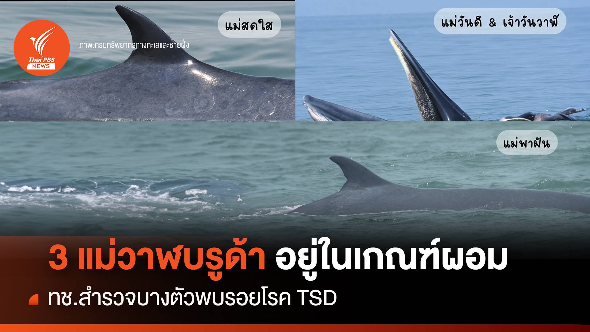 3 แม่วาฬบรูด้าอ่าวไทย อยู่ในเกณฑ์ผอม-พบรอยโรค TSD | Thai PBS News ข่าว ...