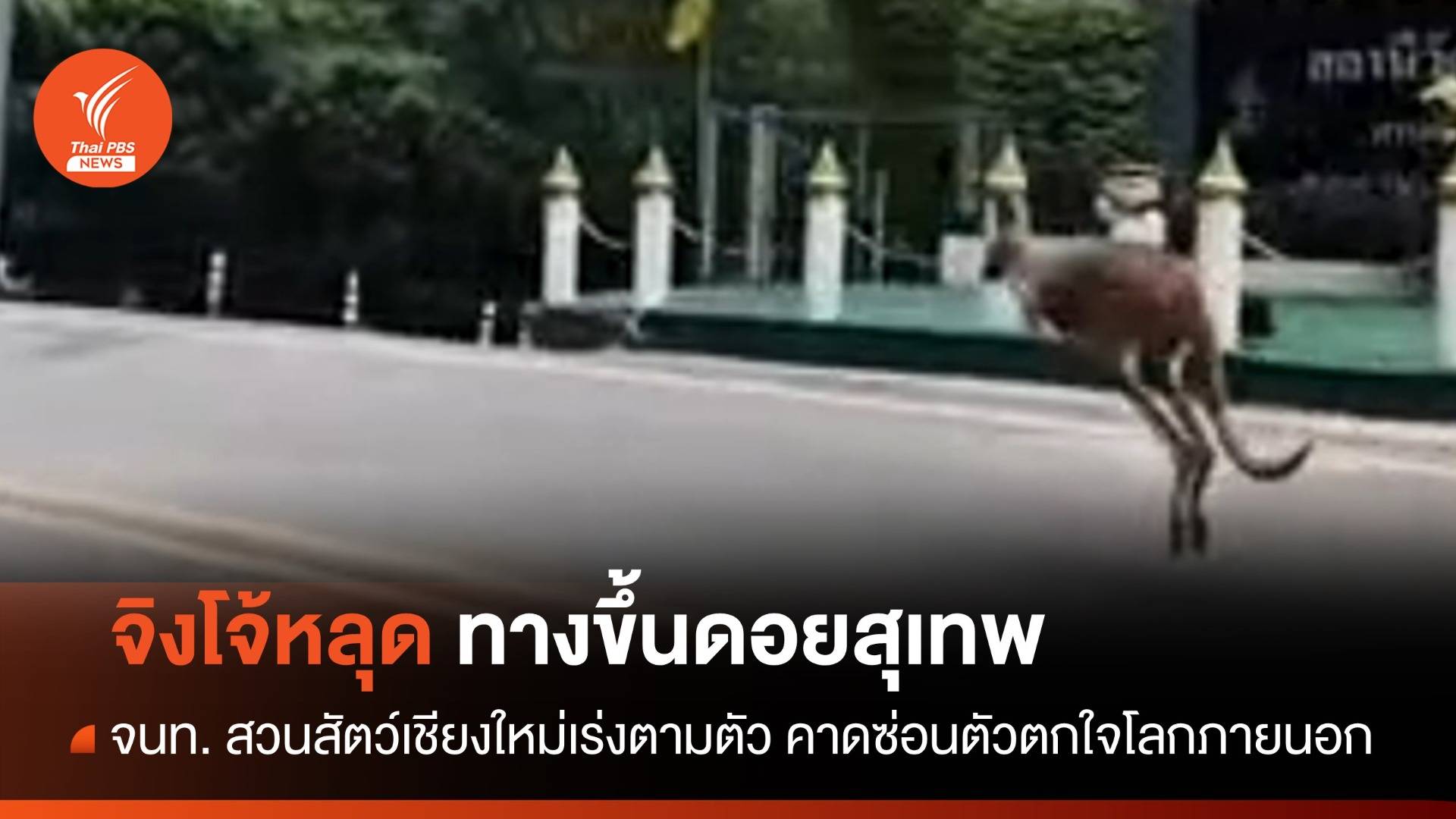 หนีเที่ยว! จิงโจ้สวนสัตว์เชียงใหม่หลุด จนท.เร่งตามตัวกลับกรง