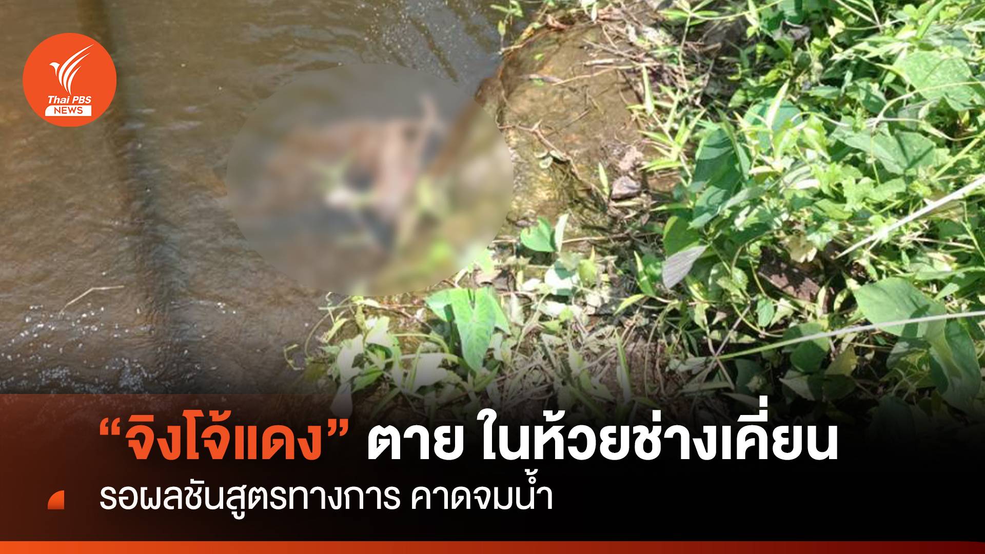 "จิงโจ้แดง" จมน้ำตายในห้วยช่างเคี่ยน-รอผลชันสูตรทางการ