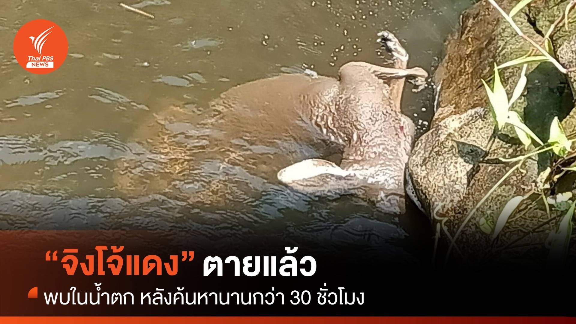 สุดเศร้า “จิงโจแดง” หลุดกรงจากสวนสัตว์เชียงใหม่ ตายแล้ว