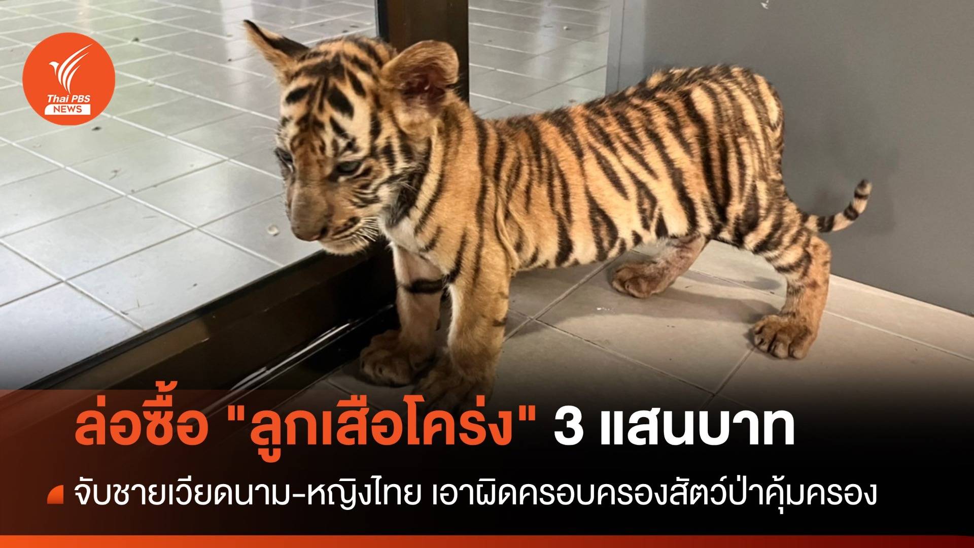 ล่อซื้อ "ลูกเสือโคร่ง" 3 แสนบาท จับชายเวียดนาม-หญิงไทย