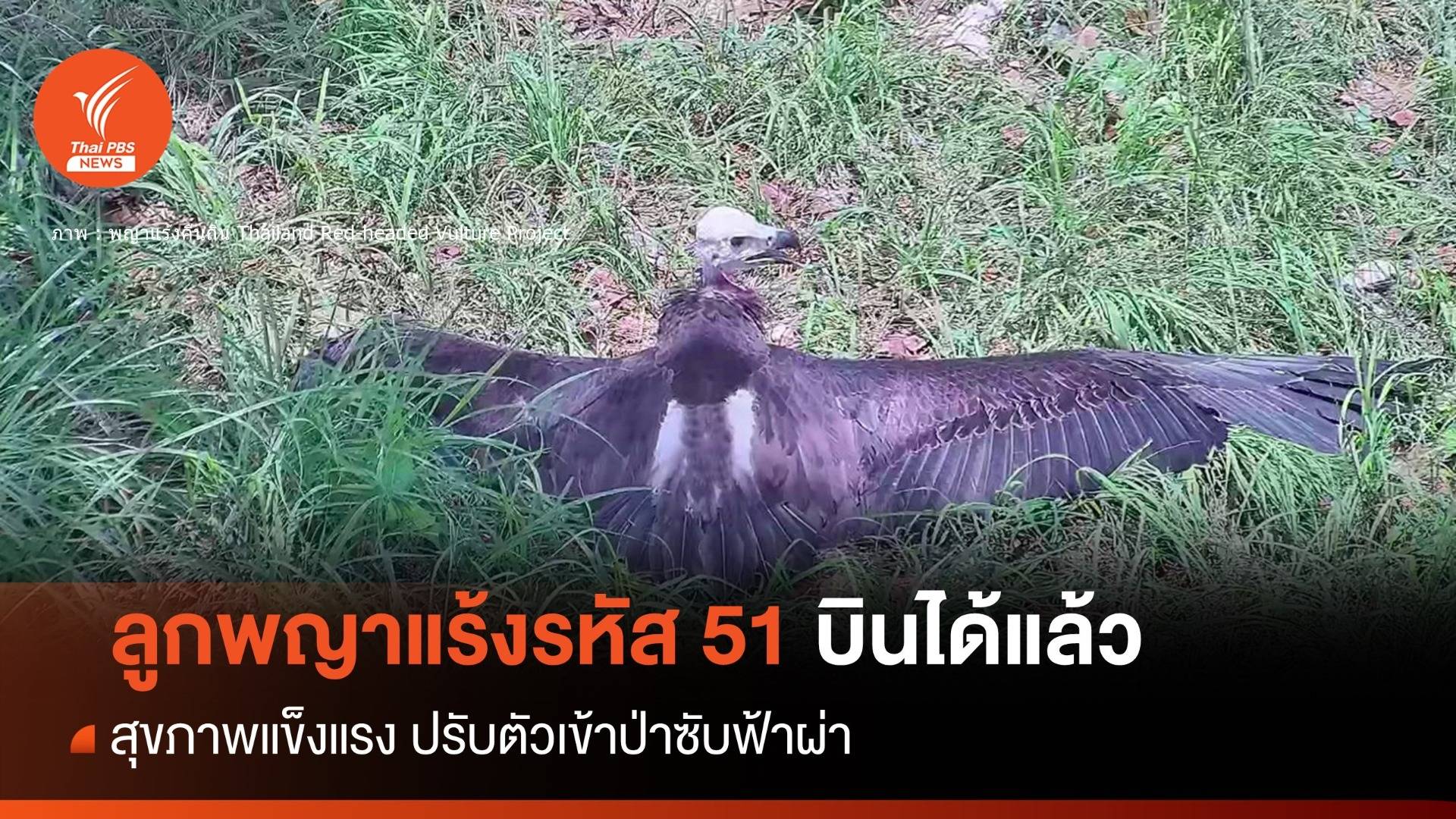 บินได้แล้ว! ลูกพญาแร้งตัวเมีย “รหัส 51” ป่าซับฟ้าผ่า