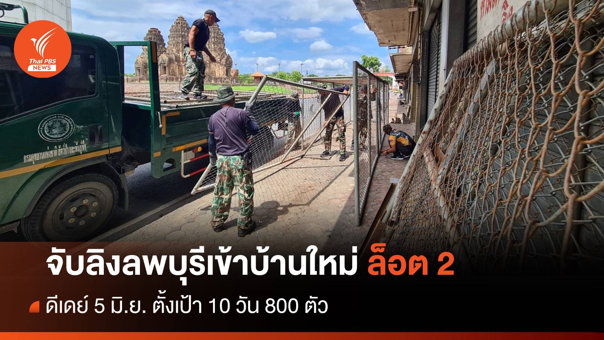กรมอุทยานฯ ลุยจับลิงลพบุรีล็อต 2 ตั้งเป้า 10 วัน 800 ตัว