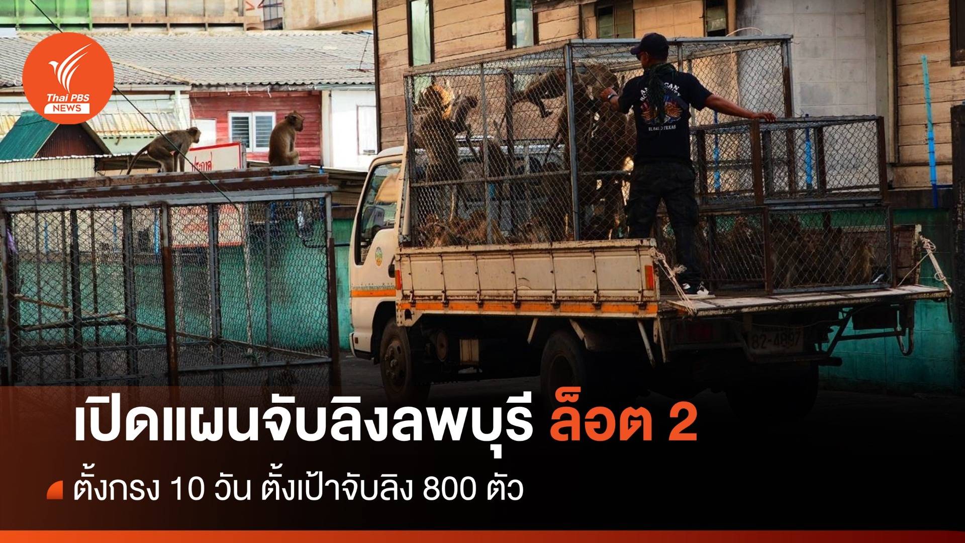เปิดแผนจับลิงลพบุรี ล็อต 2 ตั้งเป้าจับลิง 800 ตัว ใน 10 วัน