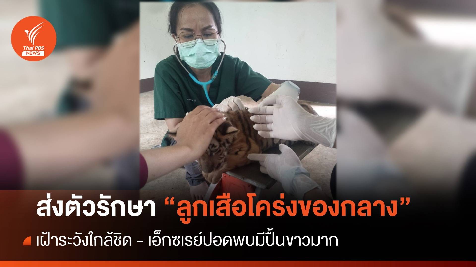 เฝ้าระวังใกล้ชิด ส่งตัว "ลูกเสือโคร่ง" รักษา รพ.สัตว์ ม.ขอนแก่น