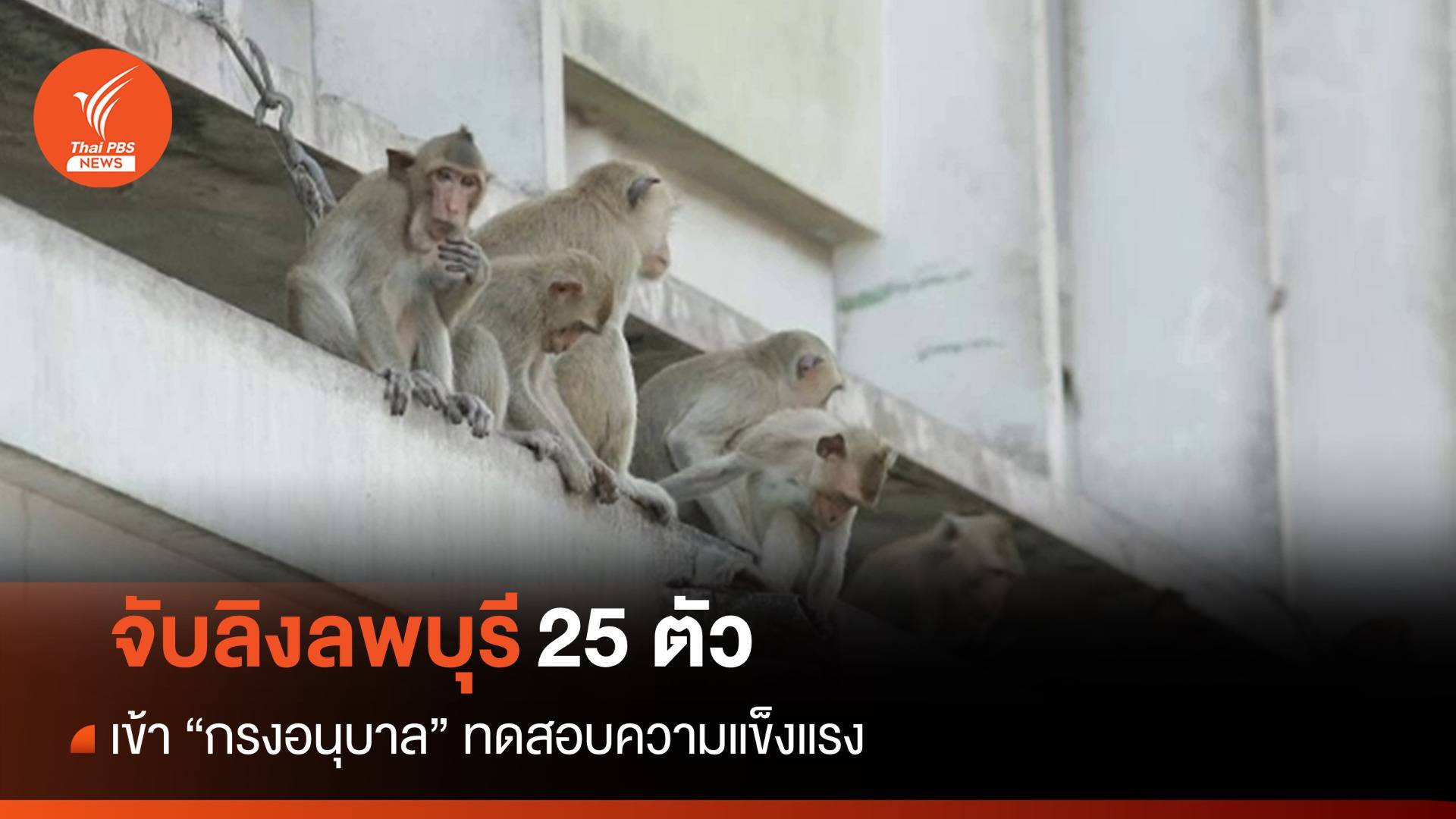 จับ "ลิงลพบุรี" ทดสอบความแข็งแรง "กรงอนุบาล" ก่อนเข้าอยู่จริง