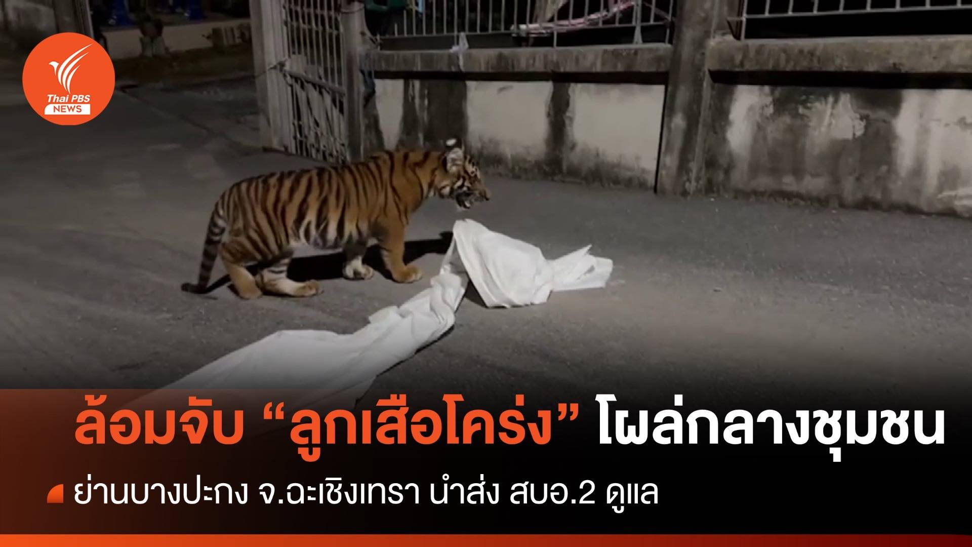 ล้อมจับ "ลูกเสือโคร่ง" โผล่กลางชุมชนย่านบางปะกง 