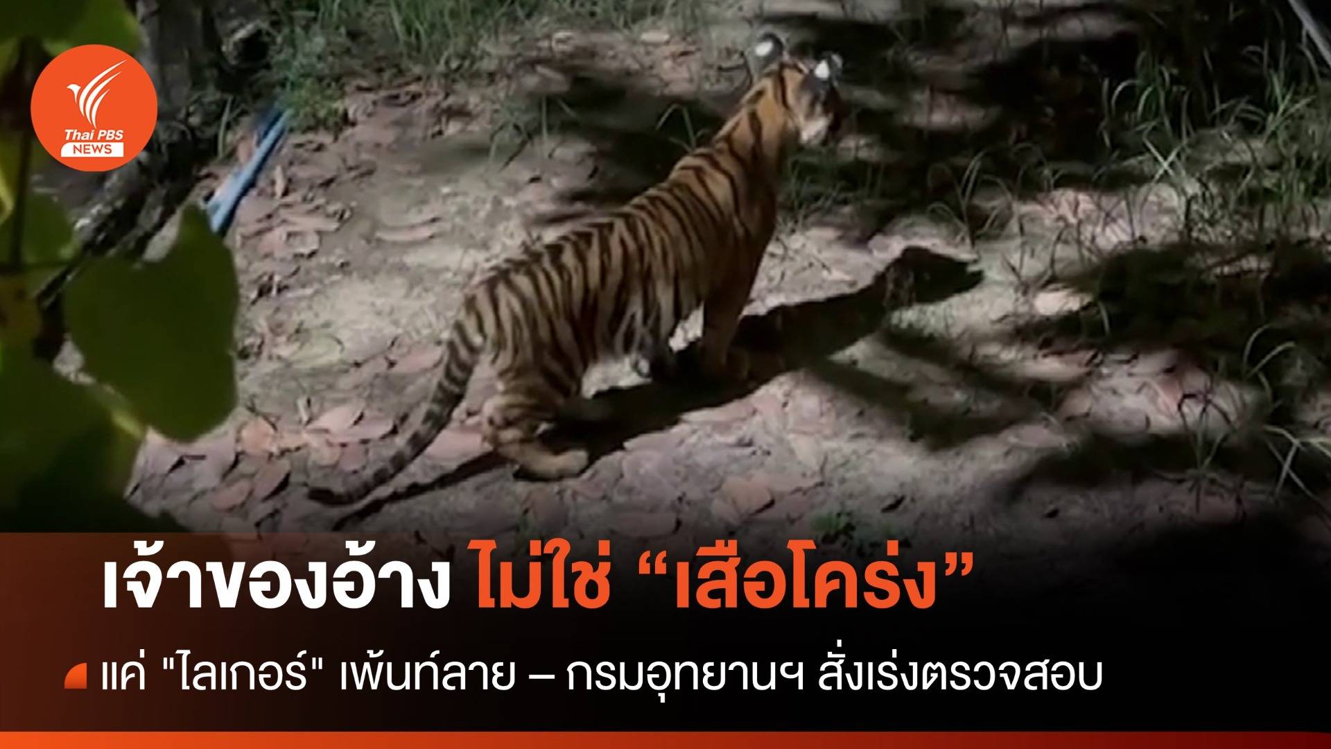 เจ้าของอ้าง "ไลเกอร์" เพ้นท์ลาย ไม่ใช่ "ลูกเสือโคร่ง"