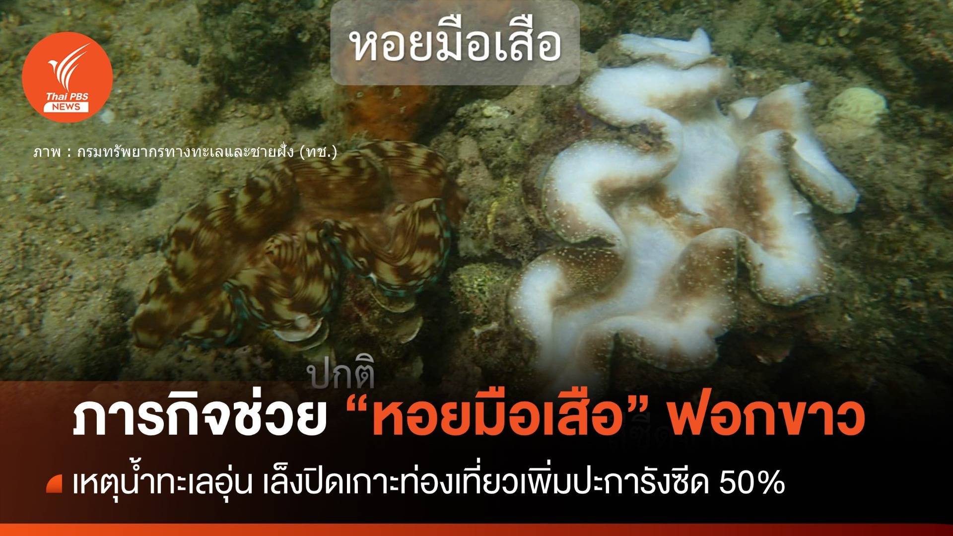 ทช.ย้ายหอยมือเสือฟอกขาว น้ำทะเลอุ่น เล็งปิดเกาะท่องเที่ยวเพิ่ม