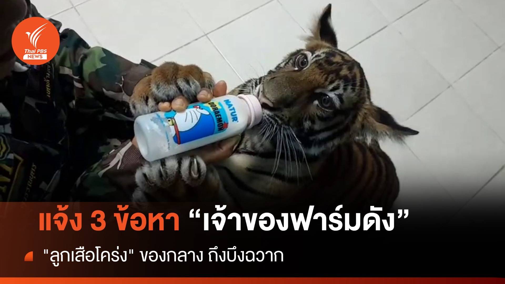 แจ้ง 3 ข้อหาเจ้าของฟาร์มดัง "ลูกเสือโคร่ง" ของกลางถึงบึงฉวาก