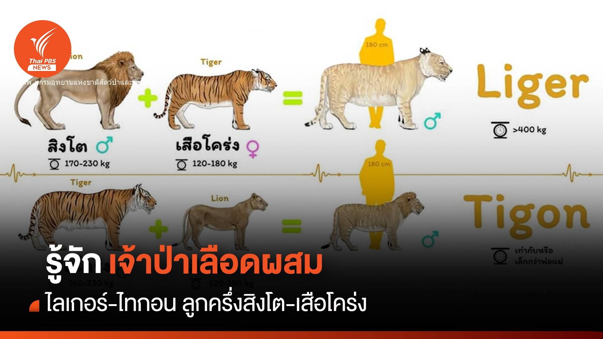 รู้จักเจ้าป่าเลือดผสม "Liger และ Tigon" 