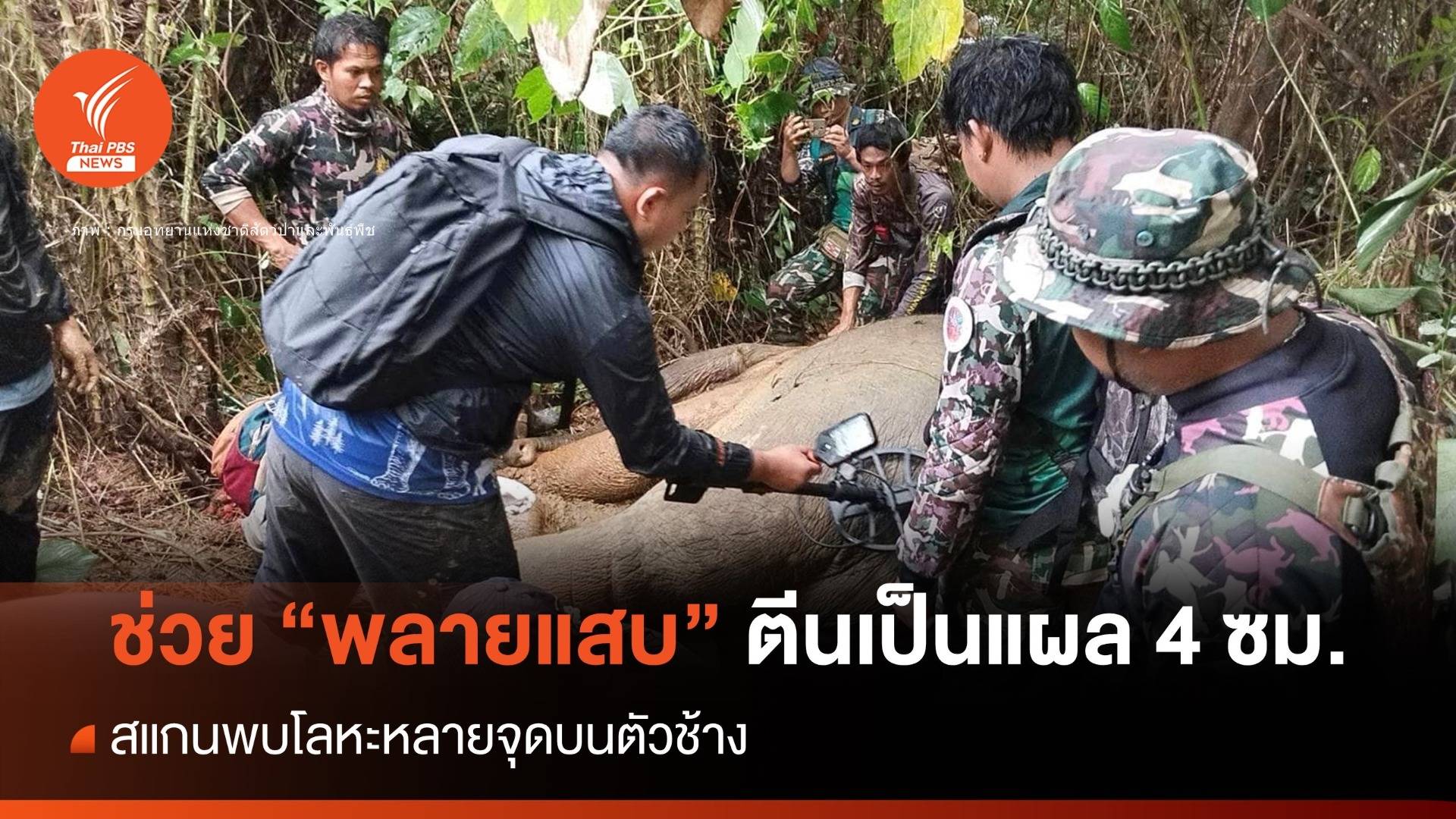 ช่วย "พลายแสบ" ช้างป่าตีนเป็นรูลึก 4 ซม.พบโลหะในตัวเพียบ
